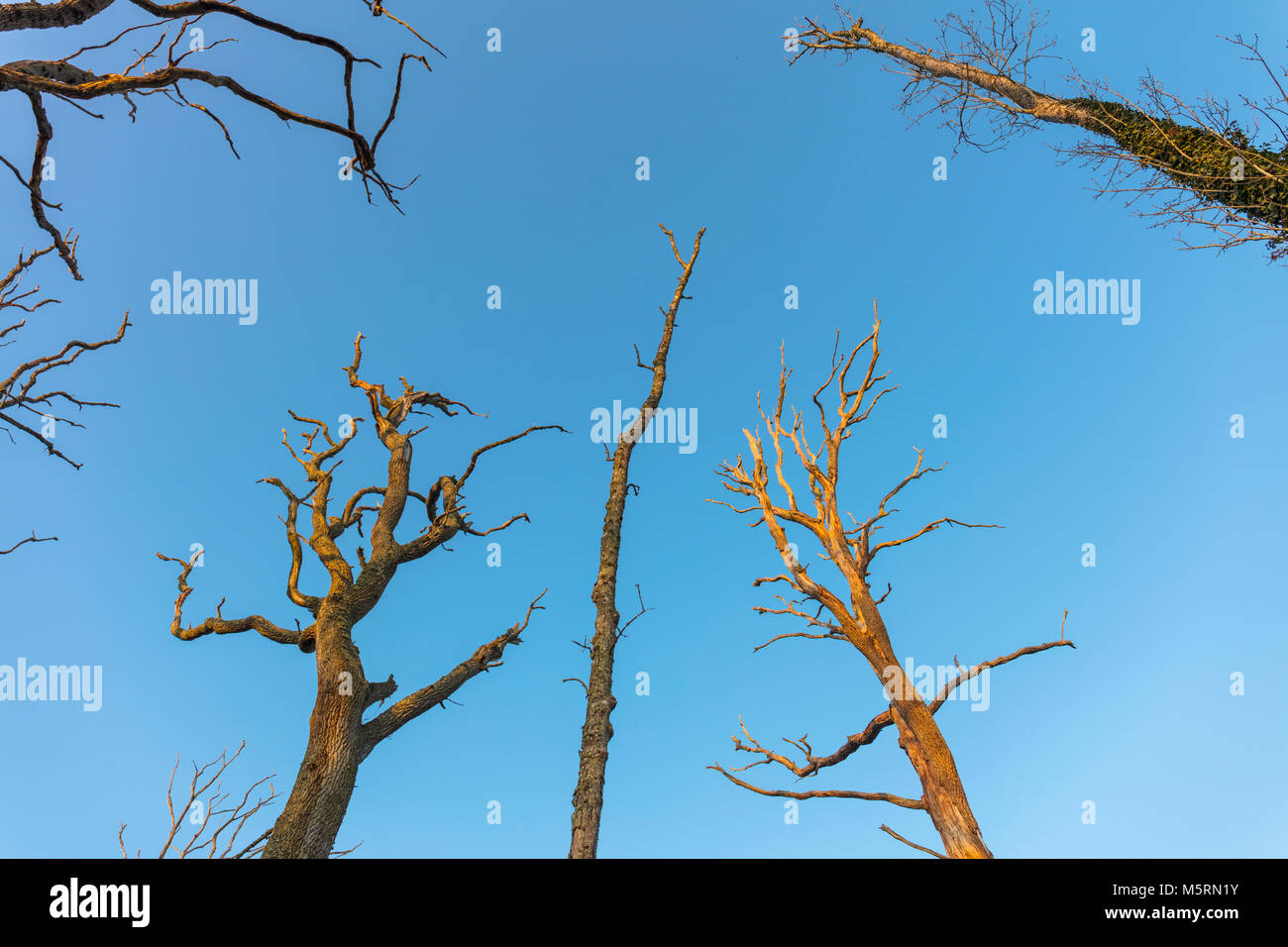 Gli alberi morti, New Forest, Hampshire, Inghilterra, Regno Unito Foto Stock