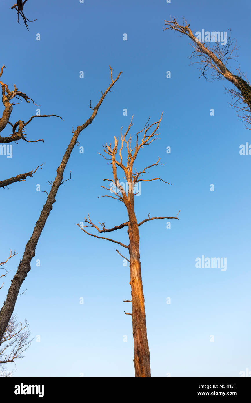 Gli alberi morti, New Forest, Hampshire, Inghilterra, Regno Unito Foto Stock
