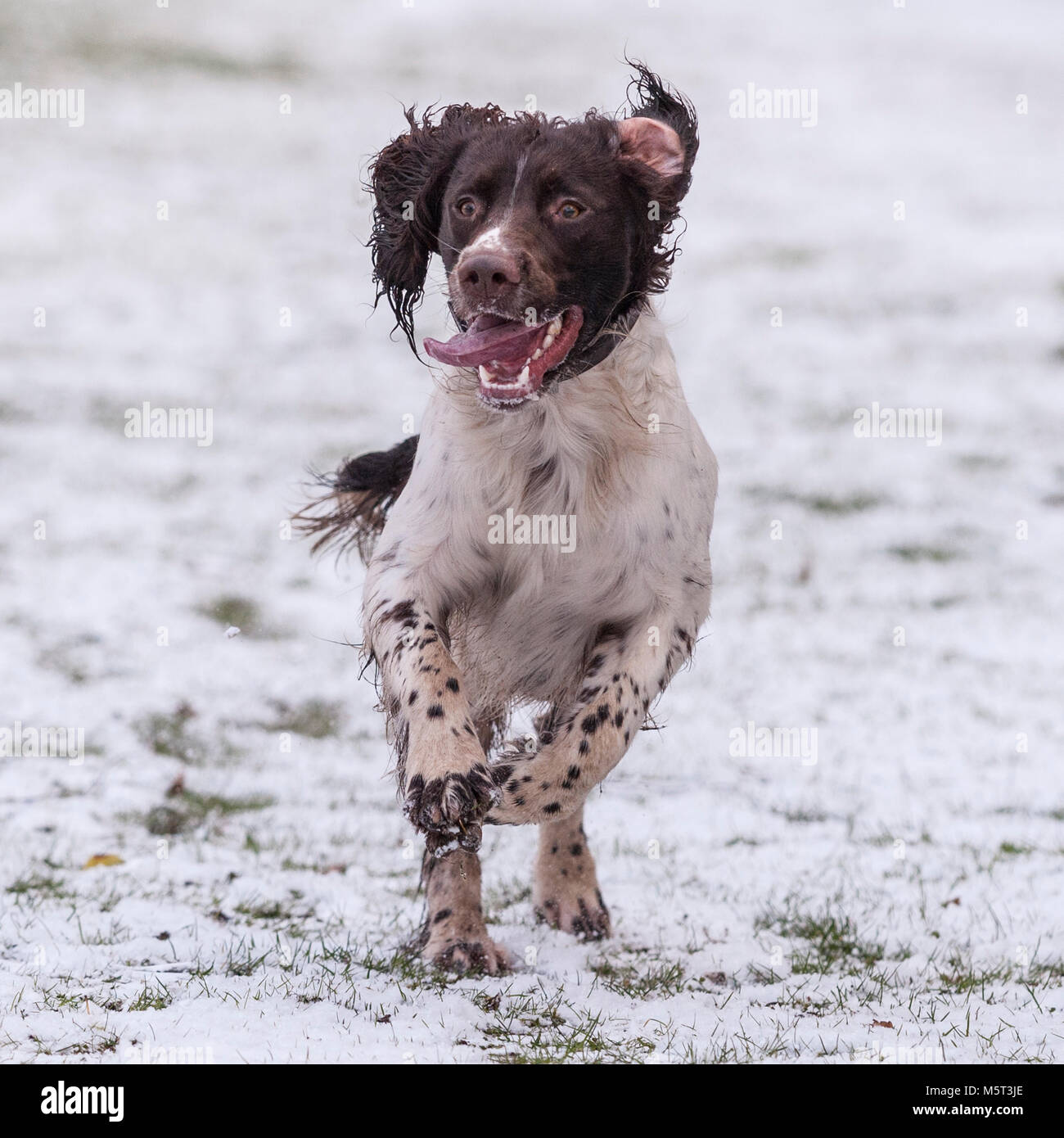 Norfolk , Inghilterra , Regno Unito. Il 26 febbraio 2018. Sid la Springer Spaniel divertendosi nel primo bit di neve. Credito: Tim Oram/Alamy Live News Foto Stock
