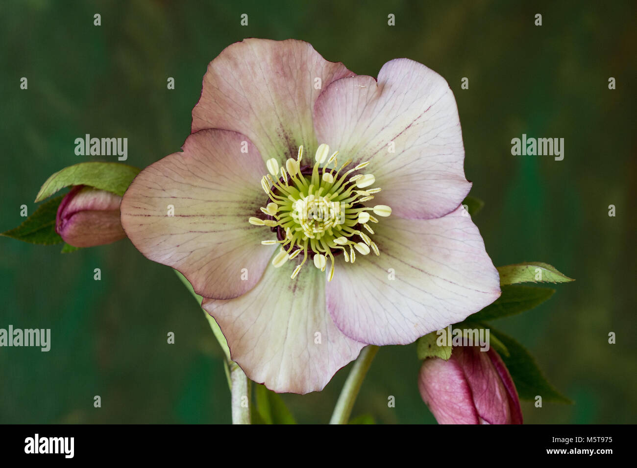 In prossimità del centro di un rosa pallido fiore veratro Foto Stock