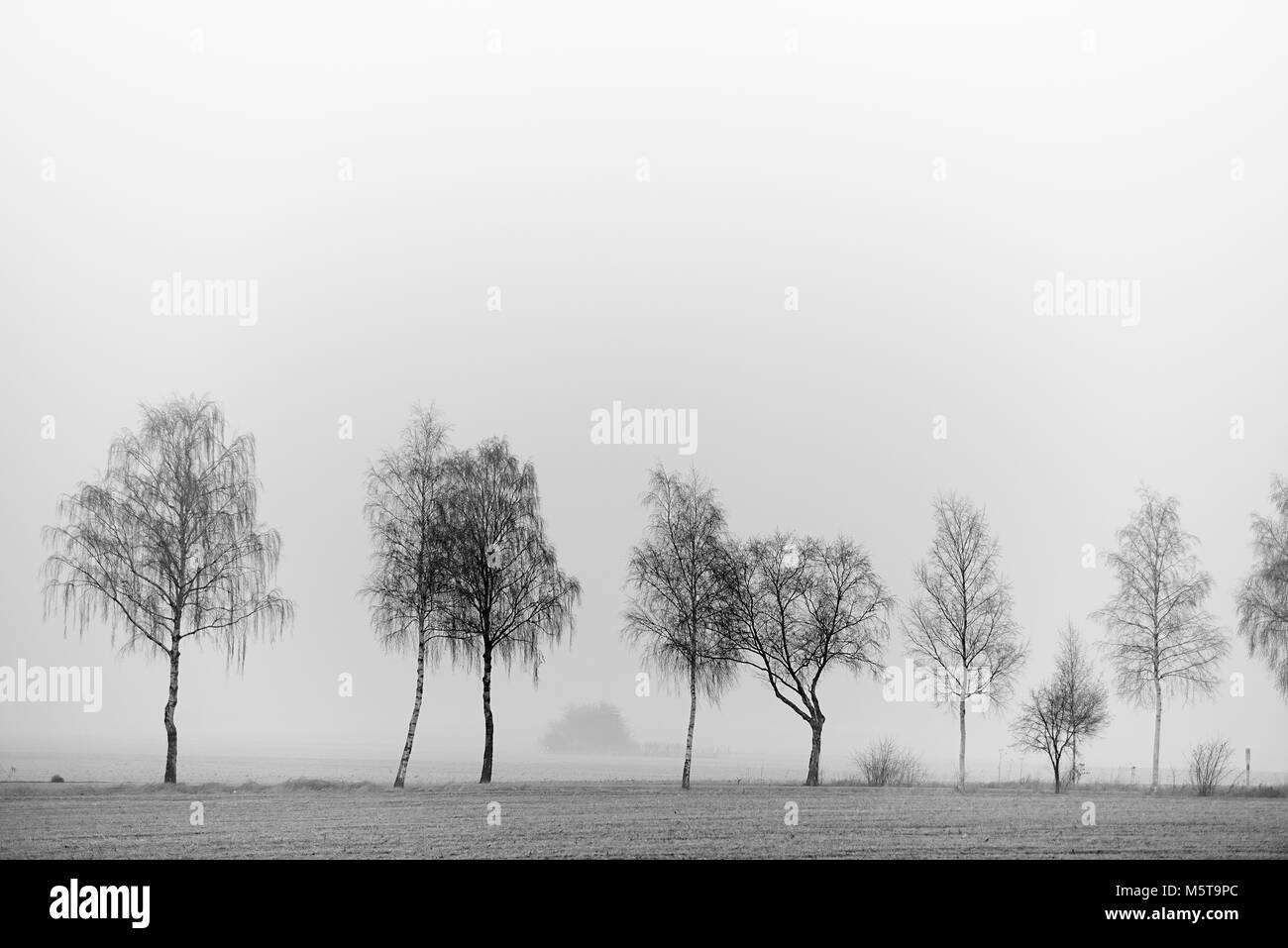 Birken im Nebel Foto Stock