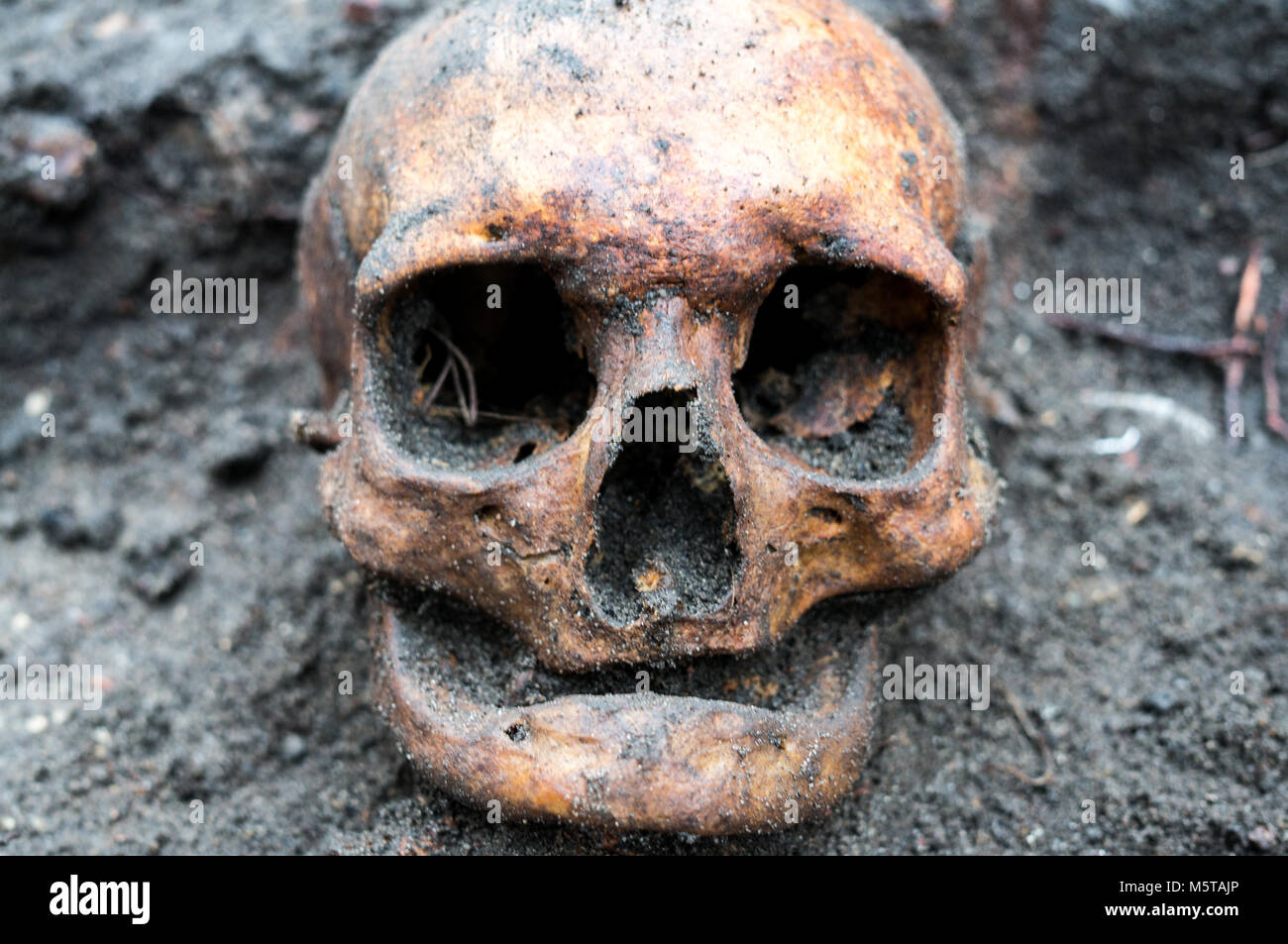 Scavo Archeologico con cranio ancora metà sepolto nella terra. Il cranio non hanno denti a sinistra Foto Stock