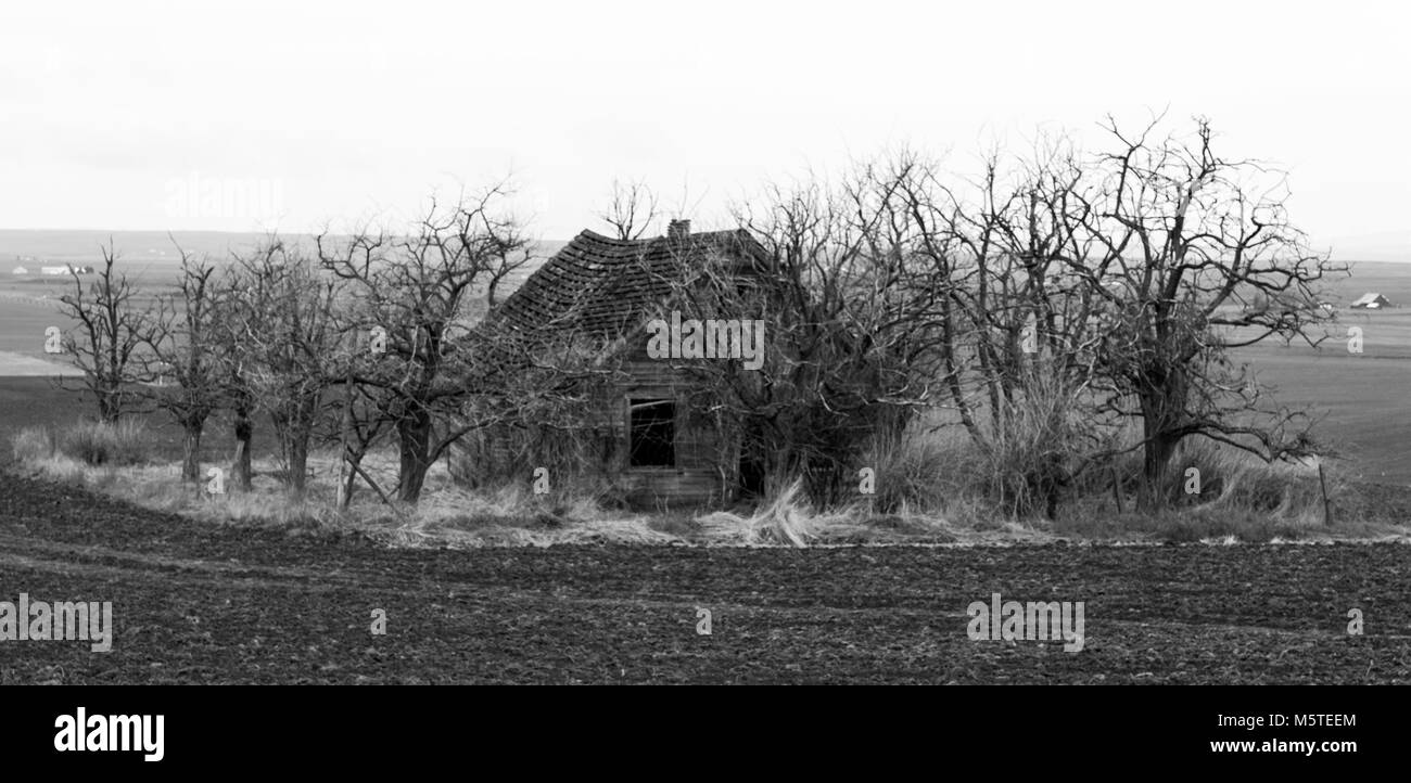 Spooky casa abbandonata nel campo circondato da alberi morti Foto Stock