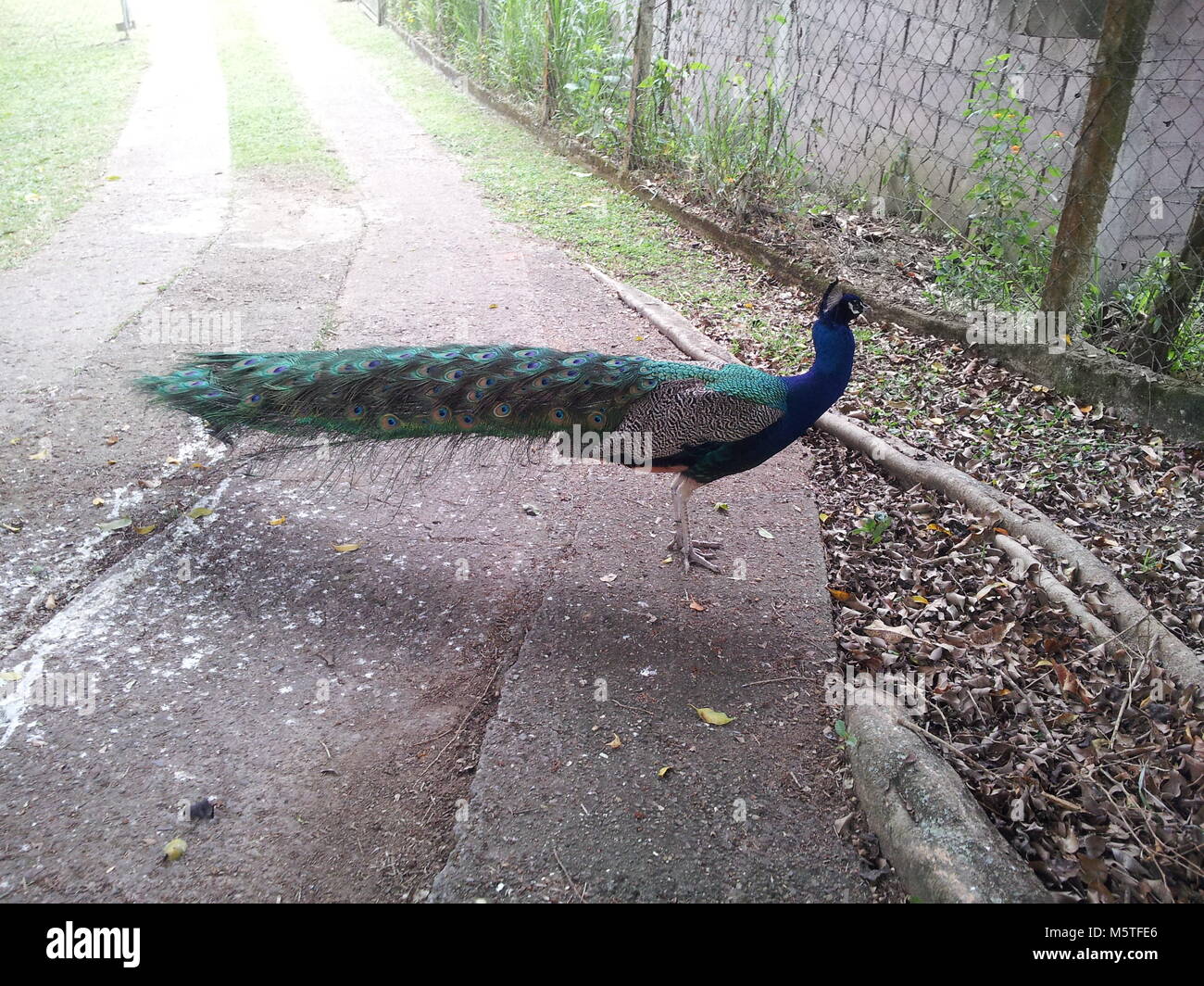 Peacock Magaby Contre.Art Foto Stock