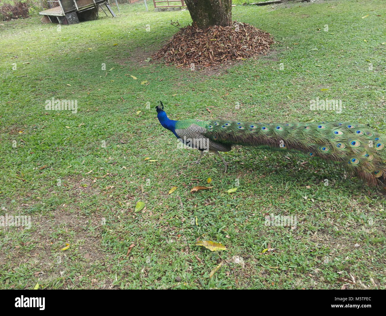 Peacock Magaby Contre.Art Foto Stock