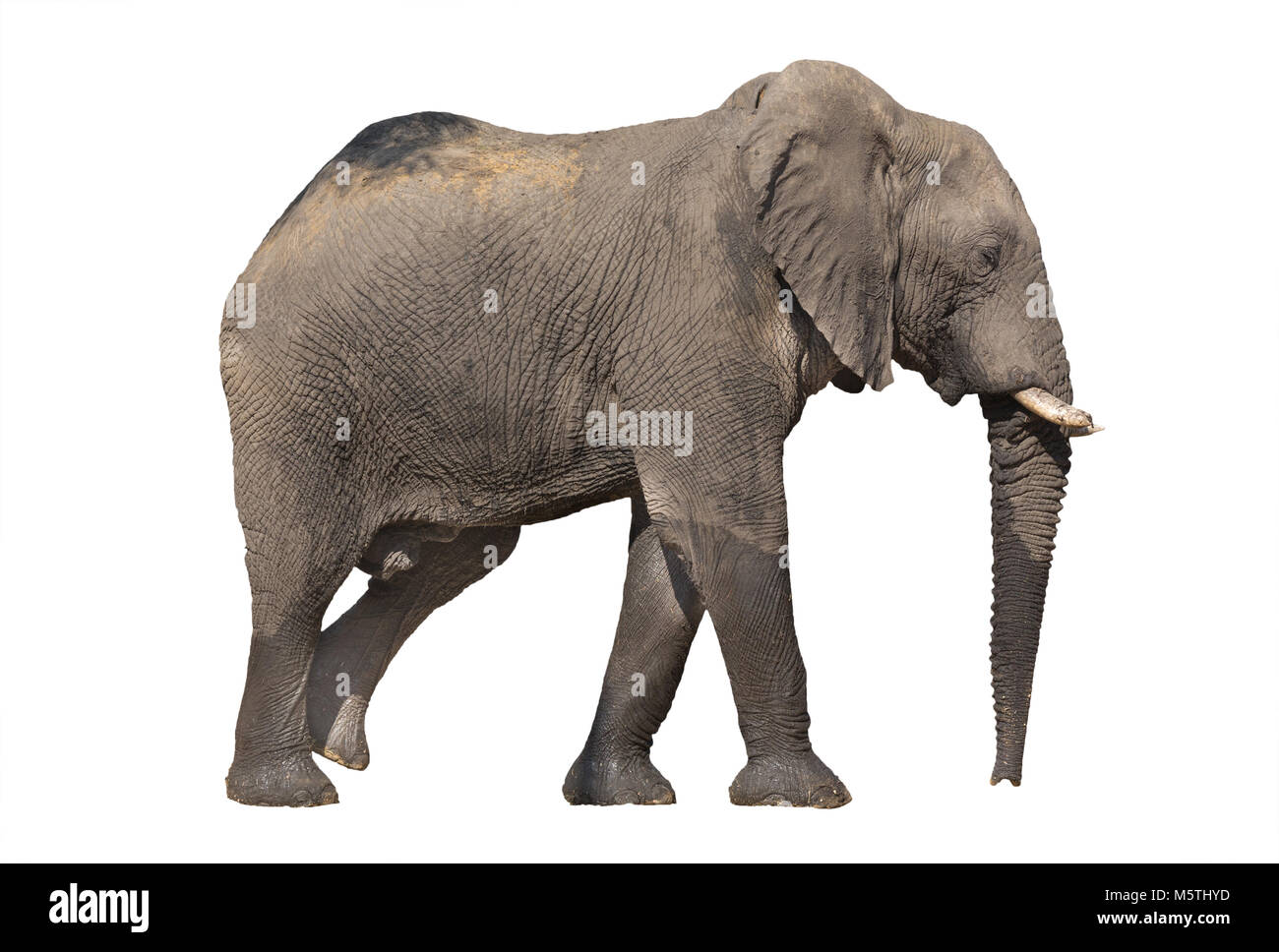 Elefante a piedi su bianco Foto Stock