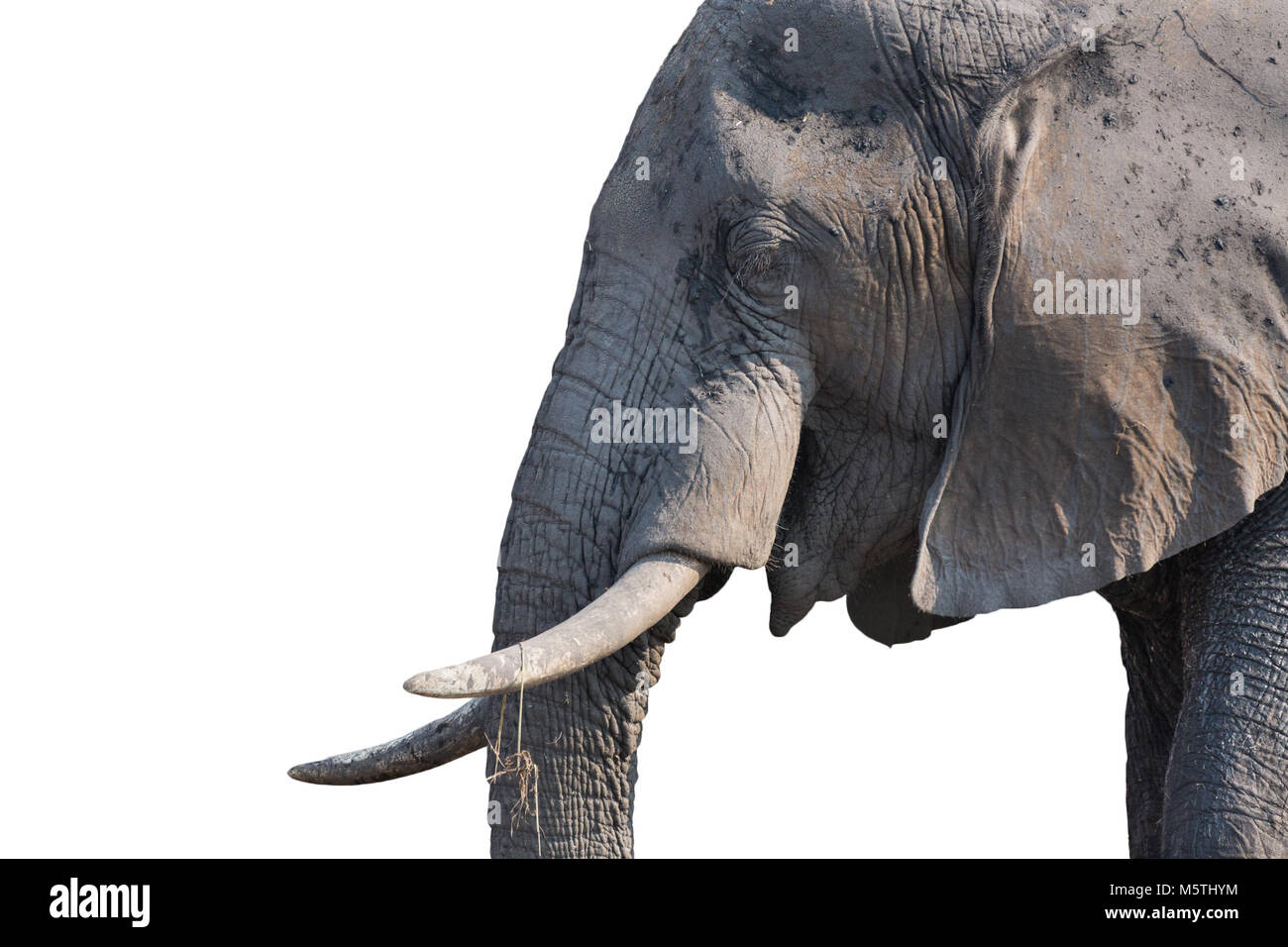 Testa di elefante su bianco Foto stock - Alamy