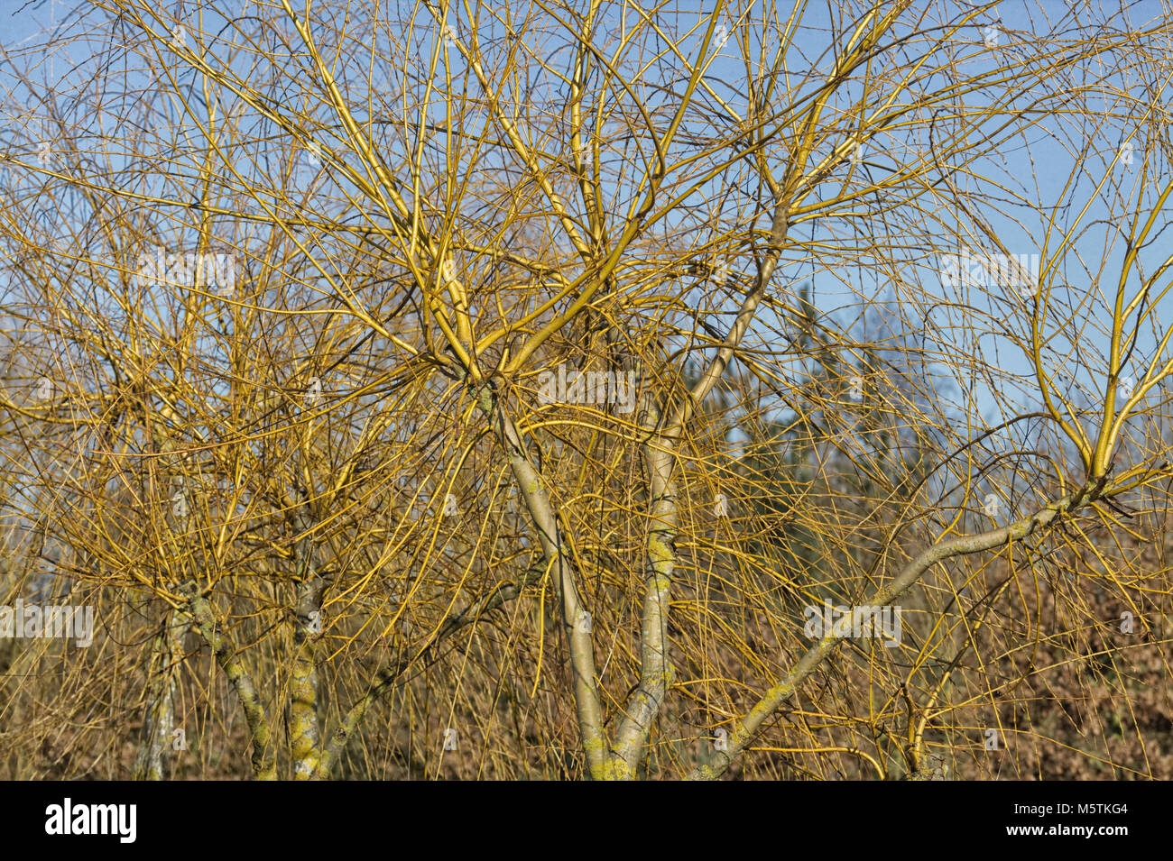 Salix alba, Golden Ness, salice bianco rami in inverno Foto Stock
