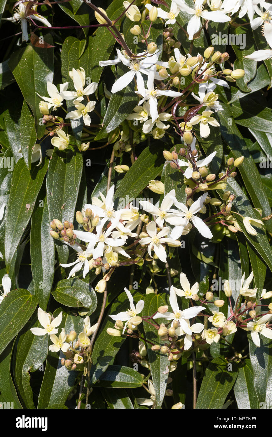 Il tardo inverno fiori e fogliame degli eleganti evergreen scalatore, Clematis armandii Foto Stock