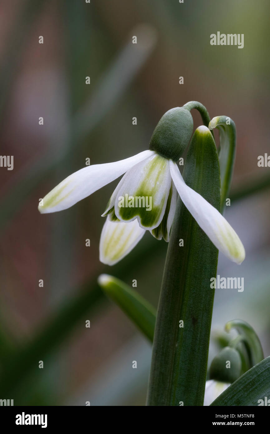 Ben marcato fiore della fioritura invernale snowdrop, Galanthus 'Freccia Verde' Foto Stock