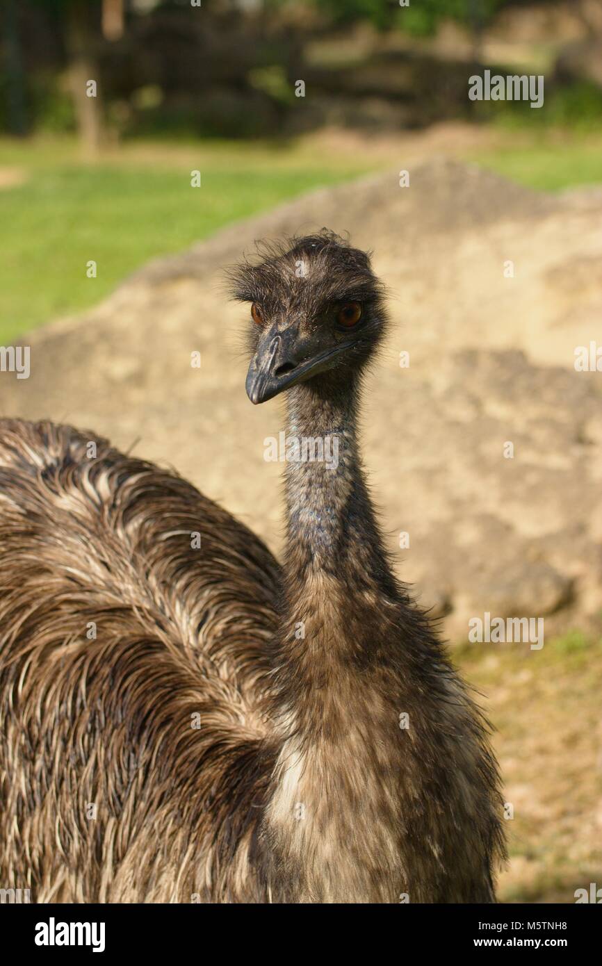 Testa e meck di un curioso struzzo Foto Stock