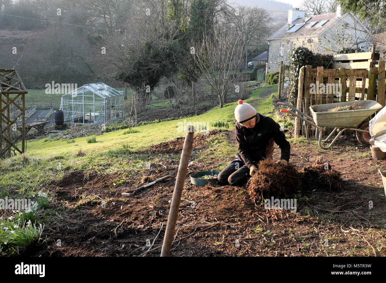 Una donna più anziana giardiniere lavora in un giardino invernale recupero bluebell lampadine da un intrico di vecchie scavato felci in Carmarthenshire Wales UK KATHY DEWITT Foto Stock