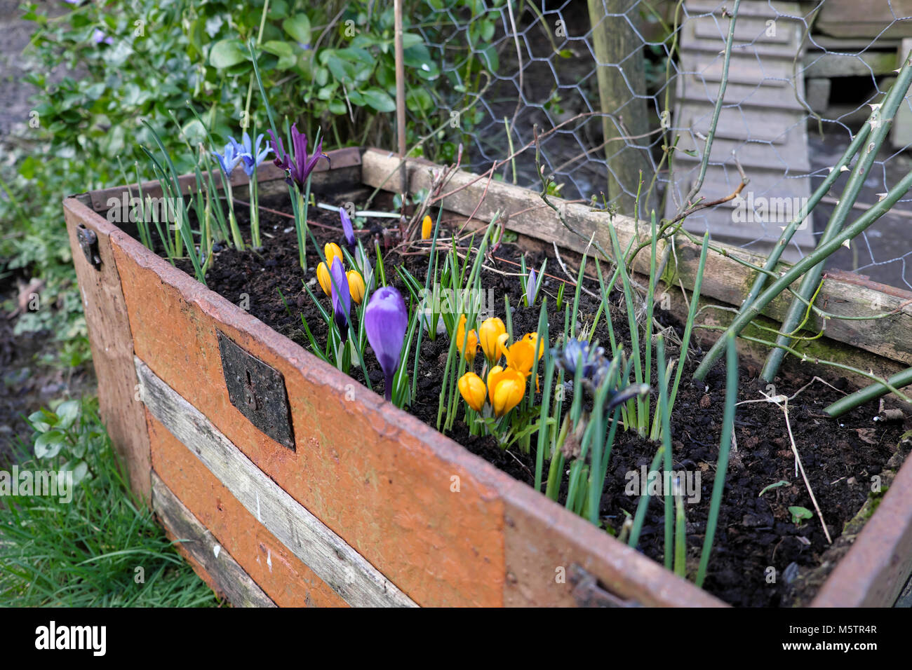 Giallo e viola di crochi in crescita in un vecchio riciclato torace antichi riempito con il compost in un giardino in Carmarthenshire Wales UK KATHY DEWITT Foto Stock