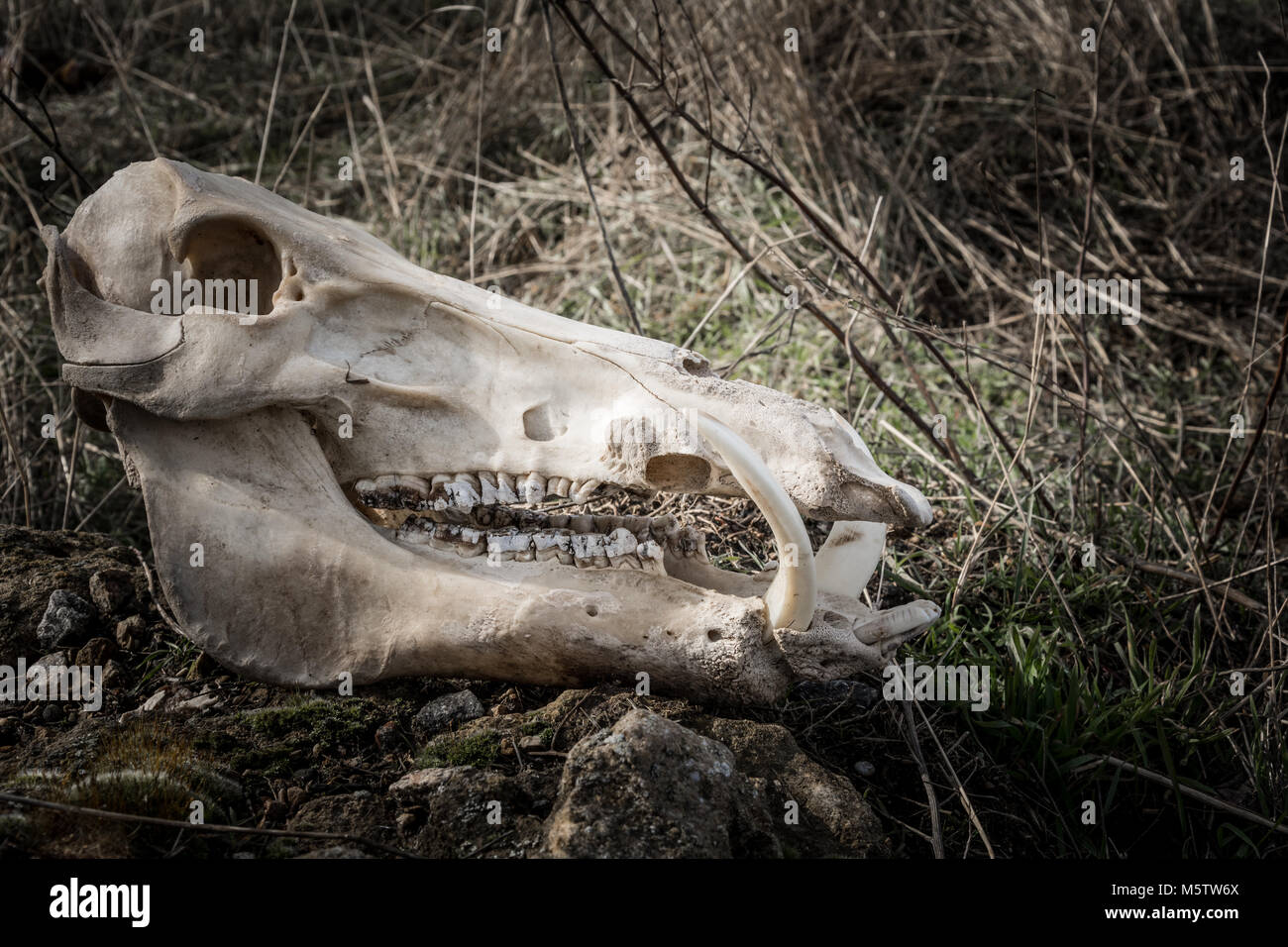 Cranio di un cinghiale in un buio, stile cupo, vista laterale Foto Stock