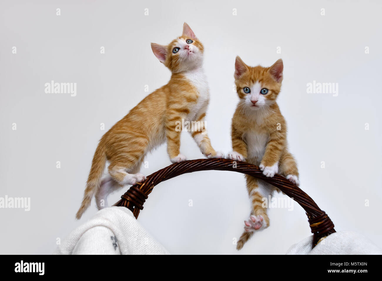 Due giocoso gatto gattini, orange tabby con bianco European Shorthair , giocando, arrampicata e tentare di esercizi ginnici su una maniglia di un cestello Foto Stock