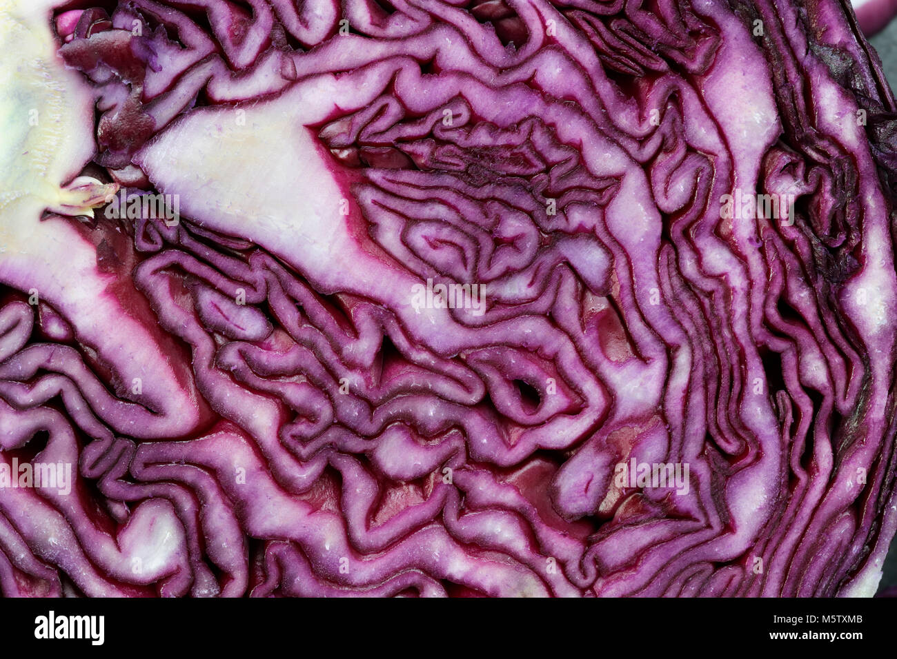 Modelli di organico su close up di cavolo rosso su sfondo di ardesia Foto Stock