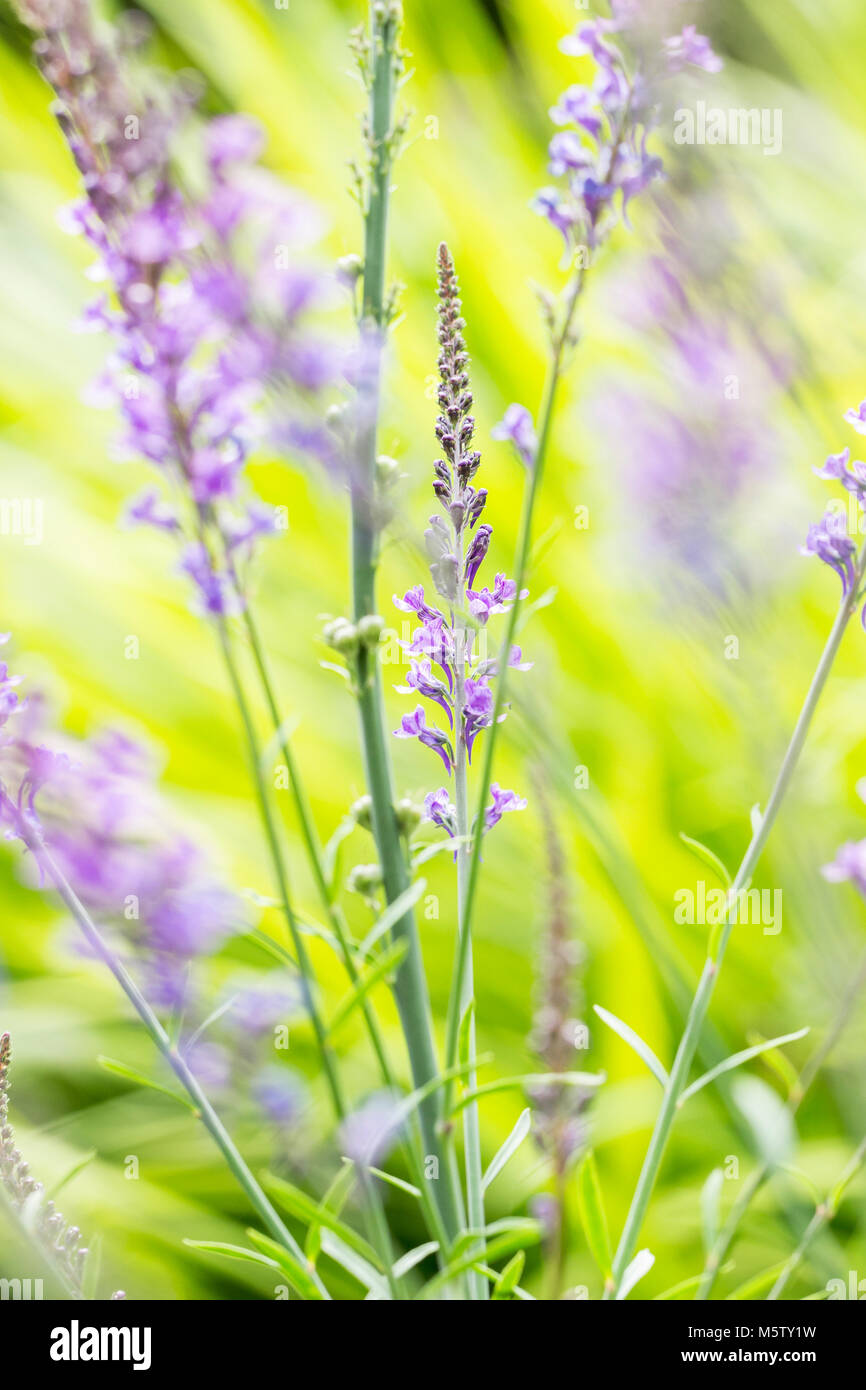 Linaria purpurea (toadflax viola) Foto Stock
