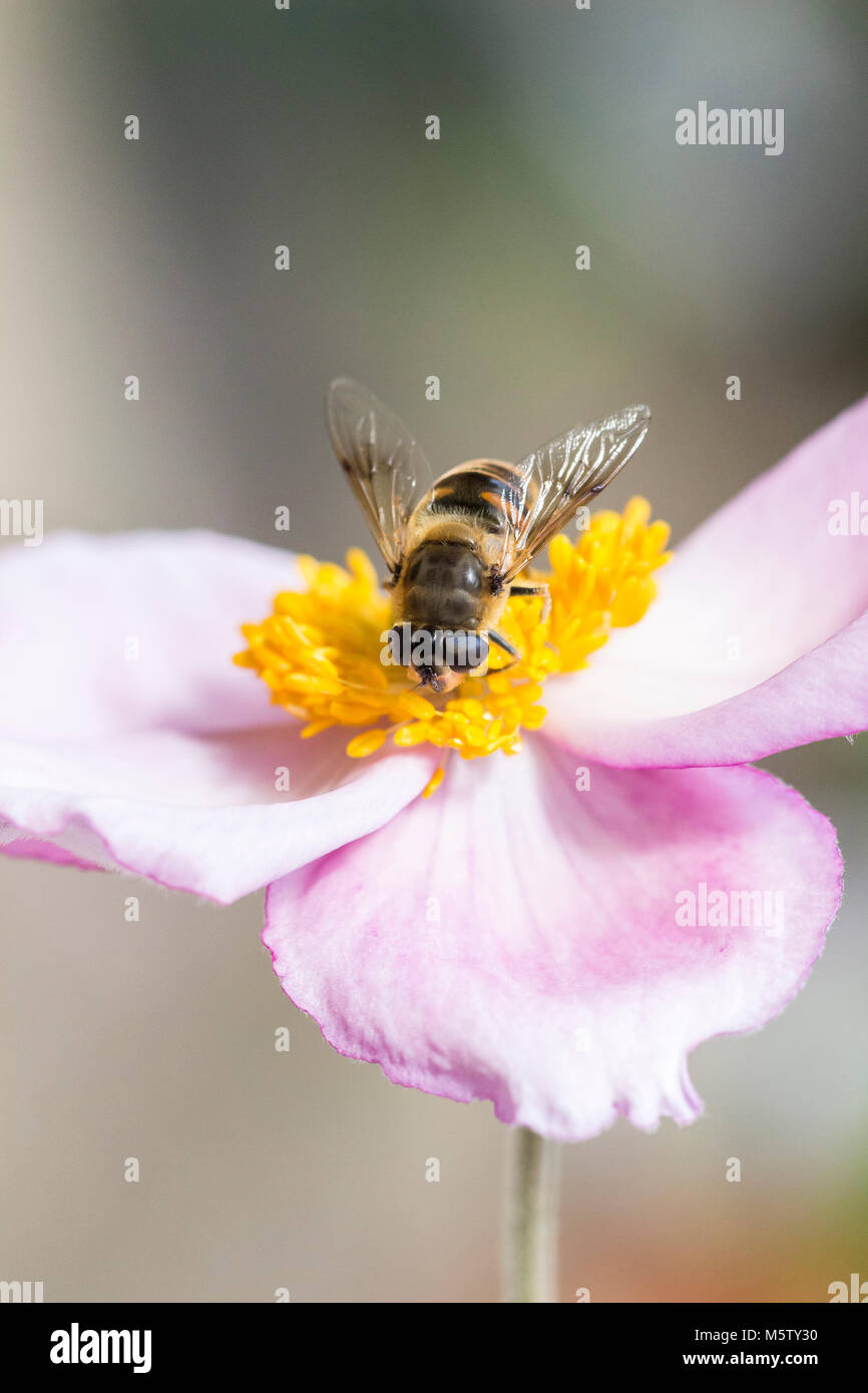 Un drone vola su una testa di fiore rosa Anemone Foto Stock