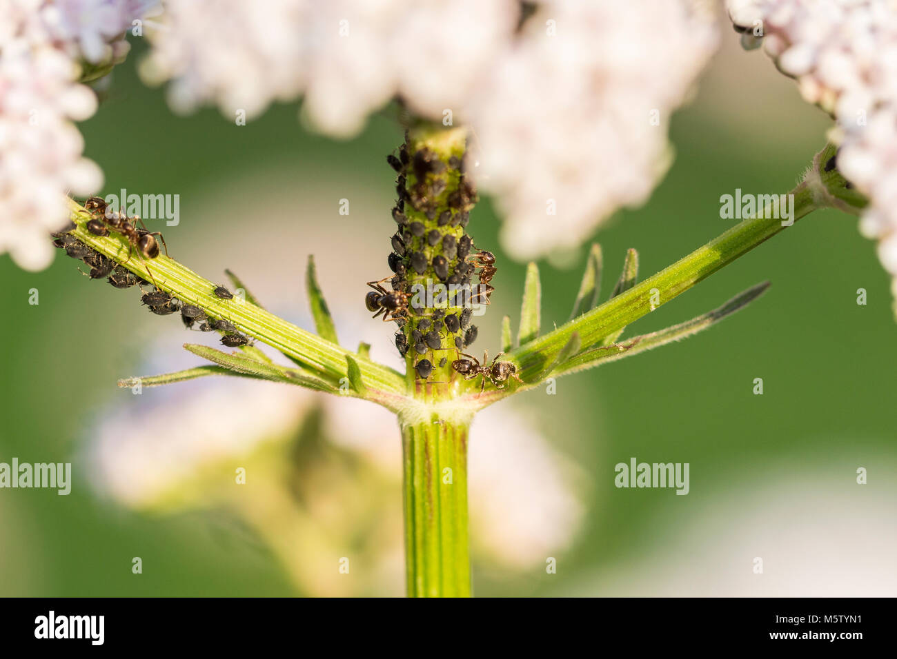 Afidi su Valeriano gambo di fiore Foto Stock