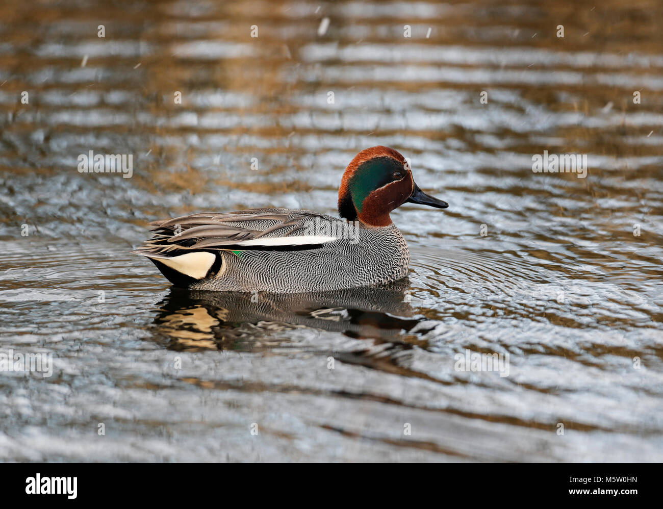 Teal (Anas crecca) Foto Stock