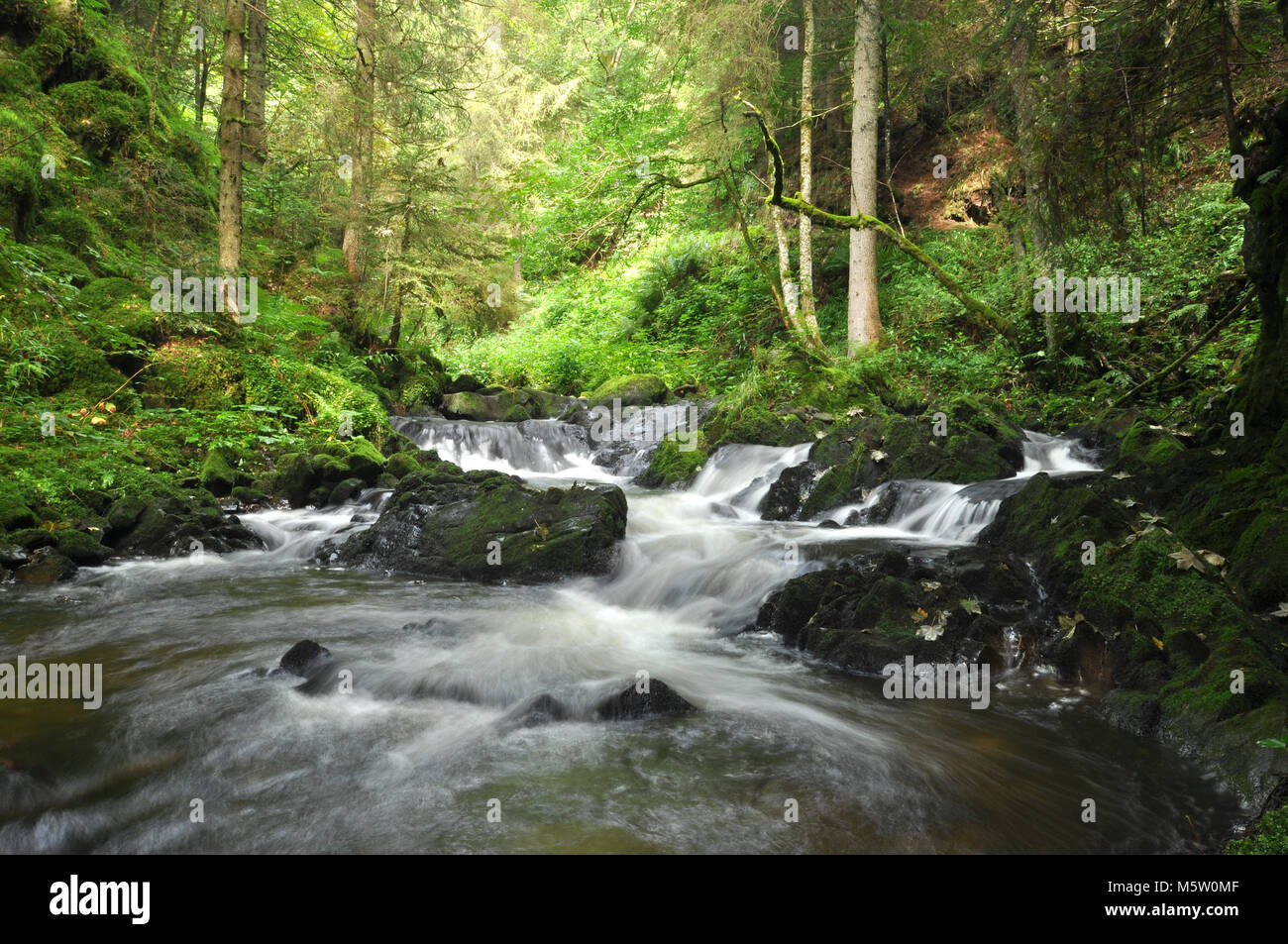 Bellissimi ruscelli con acqua corrente veloce tra la foresta. Preso all'interno delle foreste della Foresta Nera, Germania Foto Stock