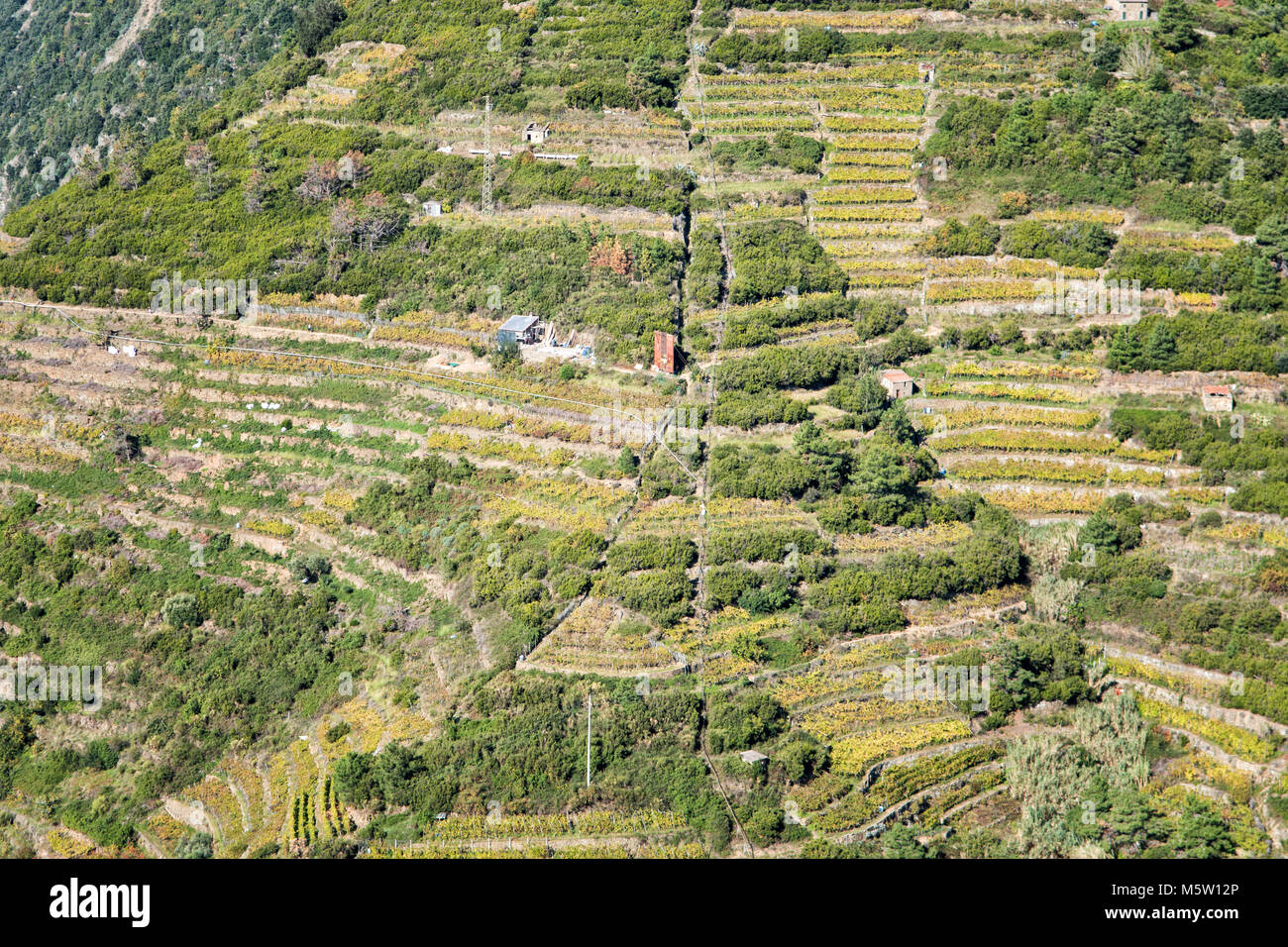 Vigneti terrazzati nel Parco Nazionale delle Cinque Terre al di sopra di Manarola, Liguria, Italia Foto Stock