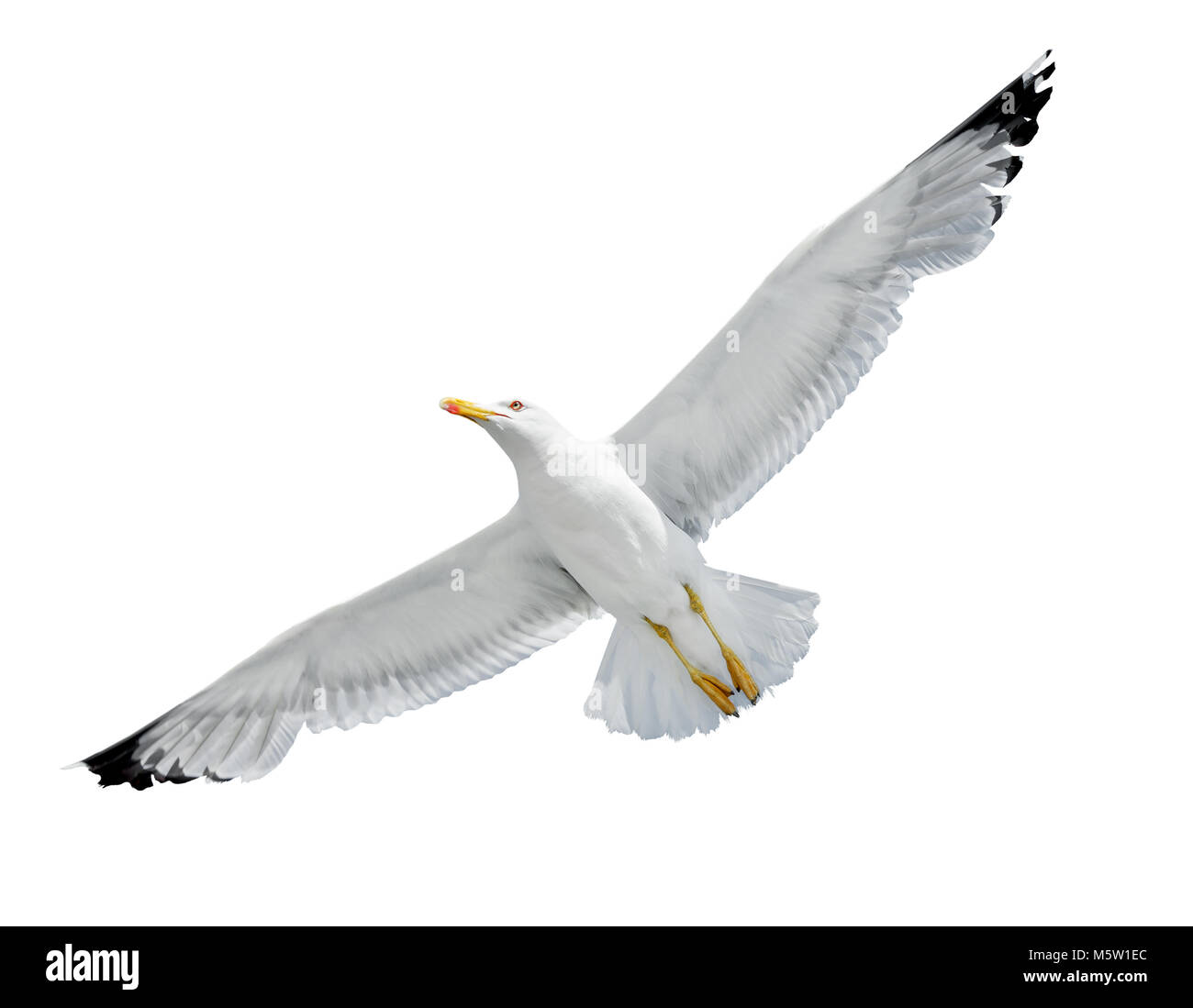 Flying Seagull isolati su sfondo bianco Foto Stock