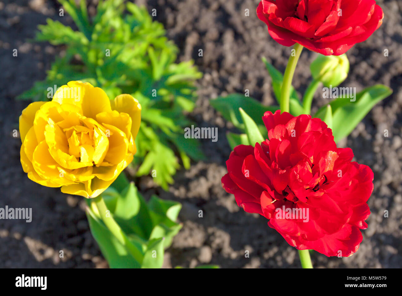 Fiore di primavera di rosso e di giallo tulip fioritura in giardino su un letto di fiori. primavera paesaggio con fiore in fiore. la sfocatura sullo sfondo Foto Stock