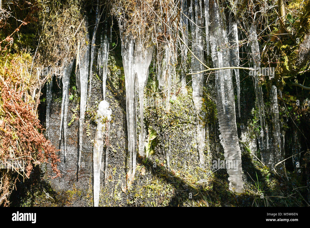 Ghiaccioli si formano dal gocciolamento di acqua sulla brughiera vicino al serbatoio di segnalatori luminosi a Brecon Beacon National Park, il Galles, come alcune parti del Regno Unito sono impostati per sentirsi più freddo del Circolo Polare Artico come temperature di congelamento continuare nella settimana di anticipo. Foto Stock
