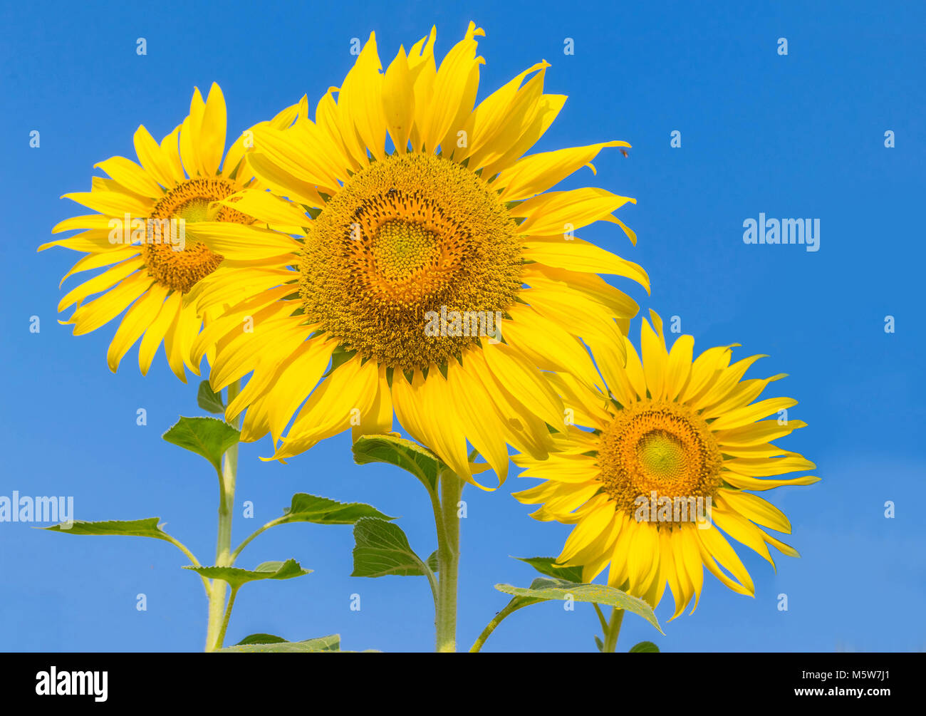 La bella di girasole con il cielo azzurro sfondo nuvola. Foto Stock