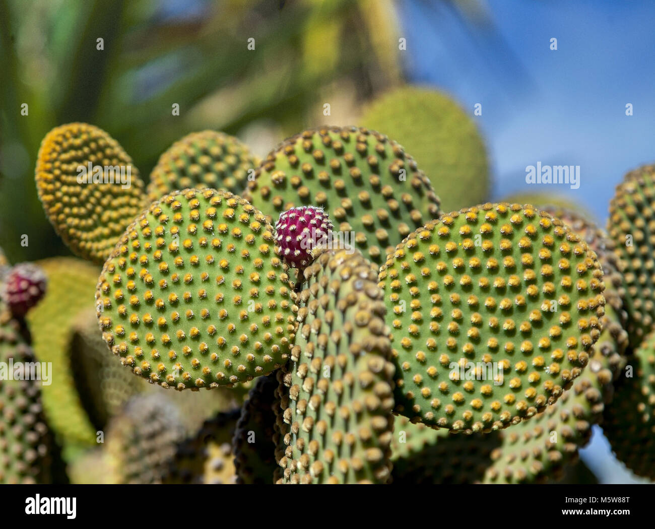 Ficodindia Cactus con colore rosso brillante sbocciato bud. Close-up . Foto Stock