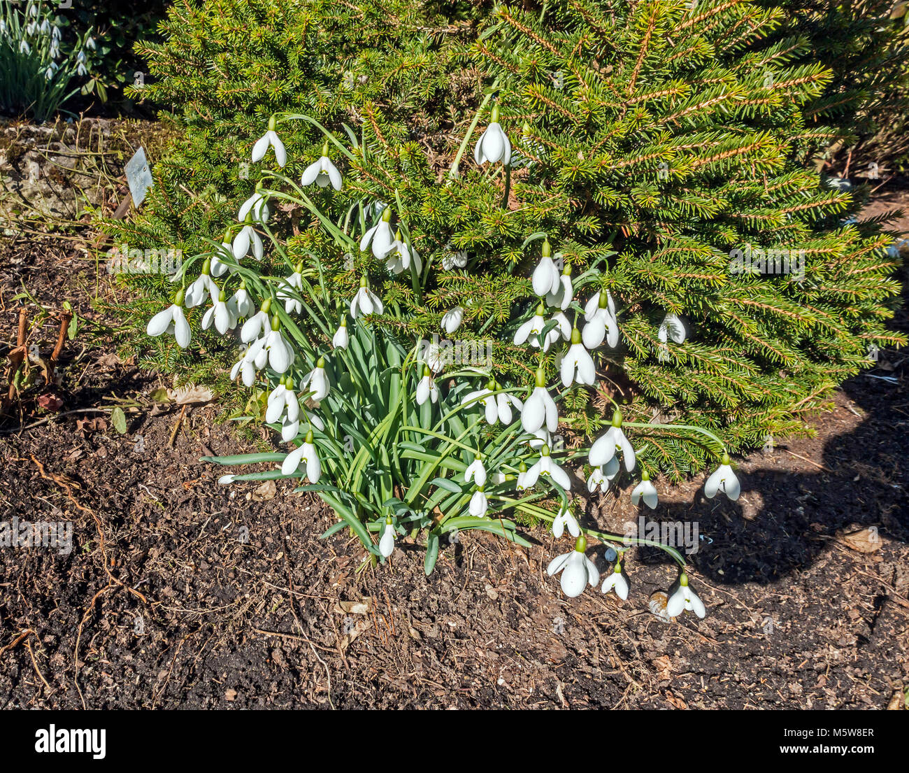 Colzium Estate & Visitor Centre in vicino Kilsyth in North Lanarkshire Regno Unito Scozia qui mostra bucaneve fiori nel giardino murato Foto Stock