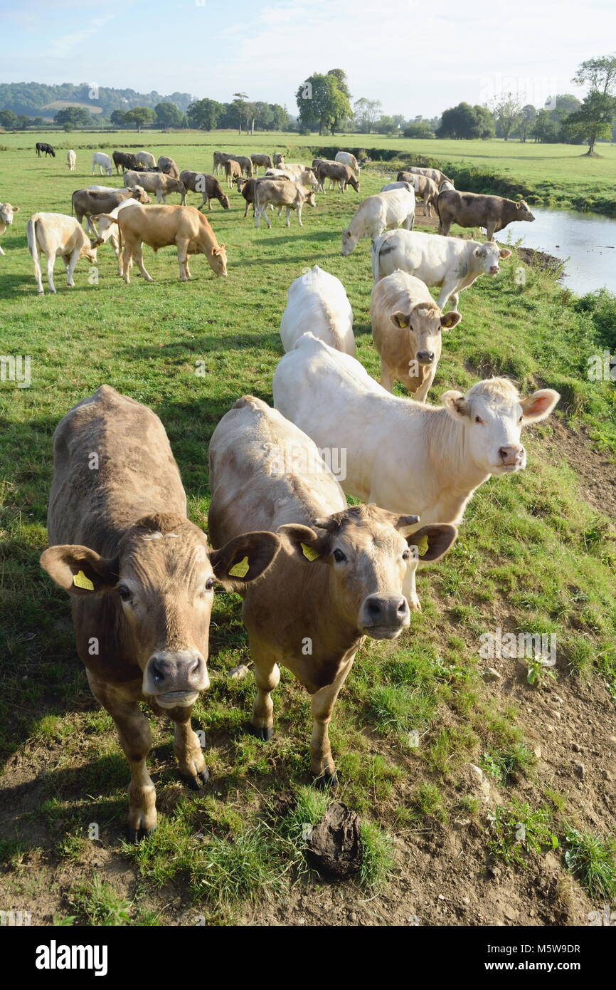 Mandria di mucche sul terreno coltivato intorno al fiume Ax vicino alla città di Axminster in Devon Foto Stock