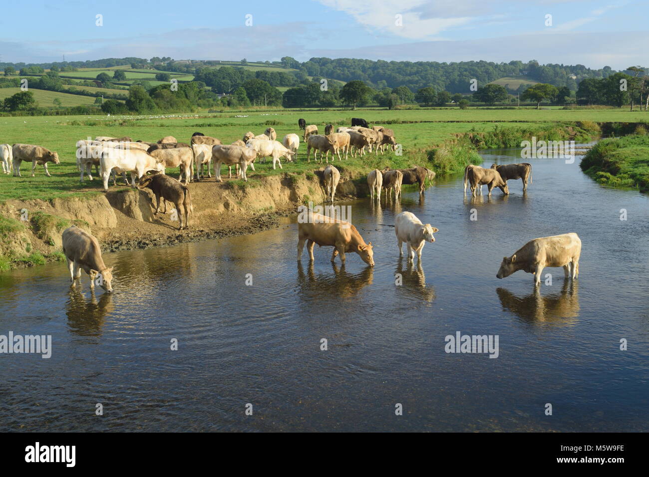 Mandria di mucche sul terreno coltivato intorno al fiume Ax vicino alla città di Axminster in Devon Foto Stock