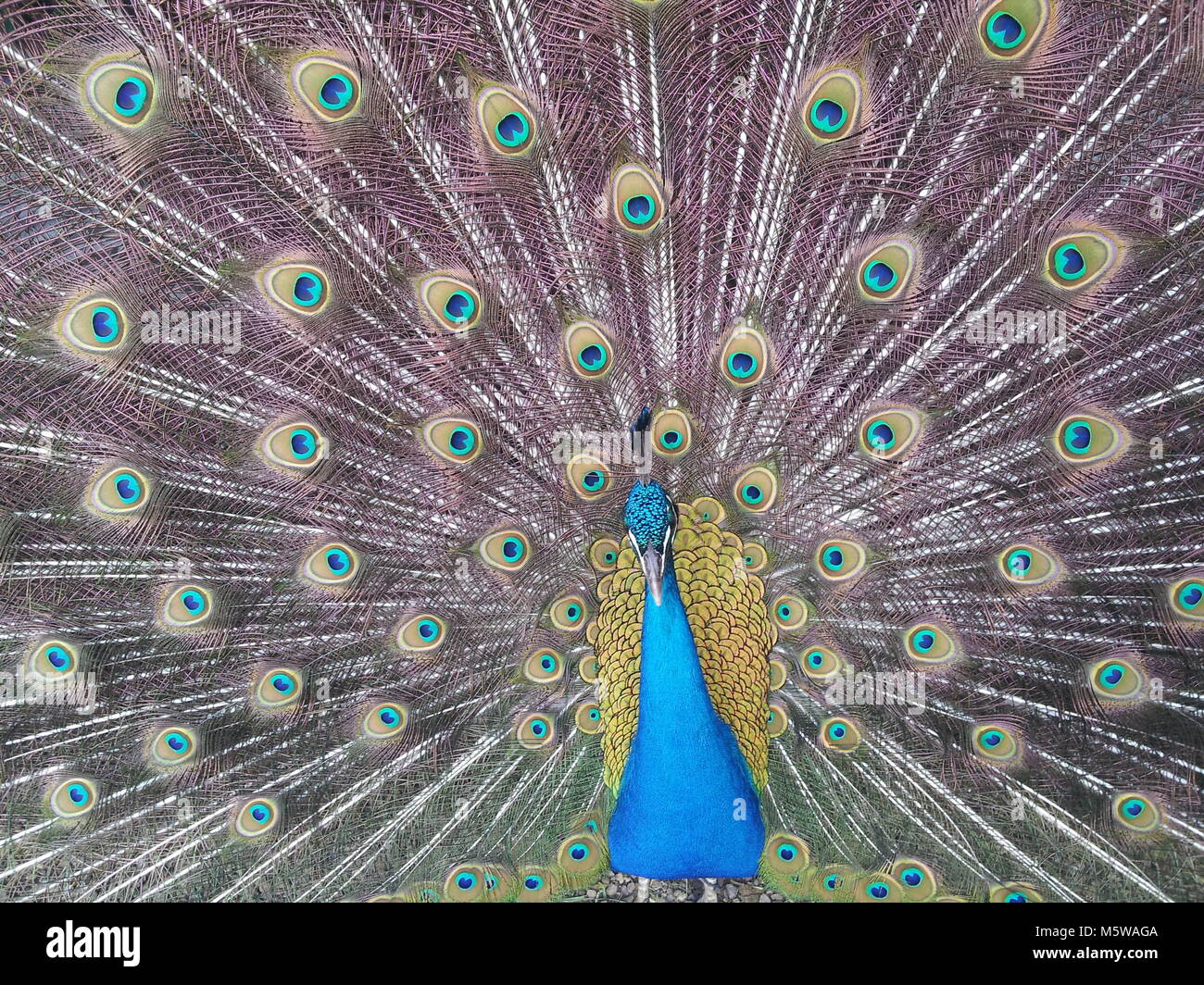 Peacock Magaby Contre.Art Foto Stock
