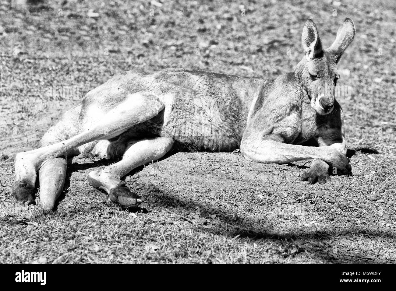 In Australia natuarl park close up kangaroo vicino a boccola Foto Stock