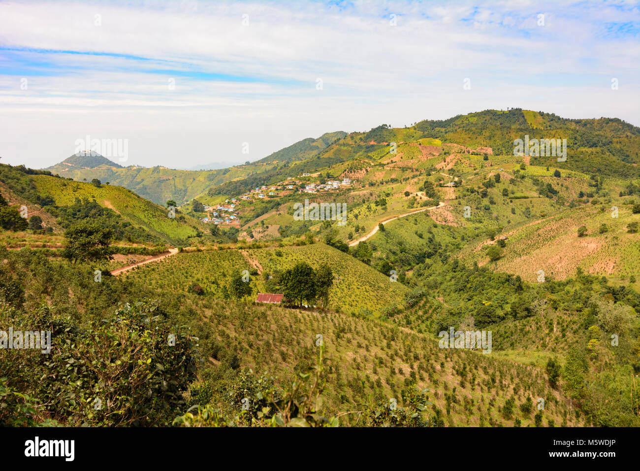 Kalaw: colline collina, campo plantation tea arance, villaggio, , stato Shan, Myanmar (Birmania) Foto Stock