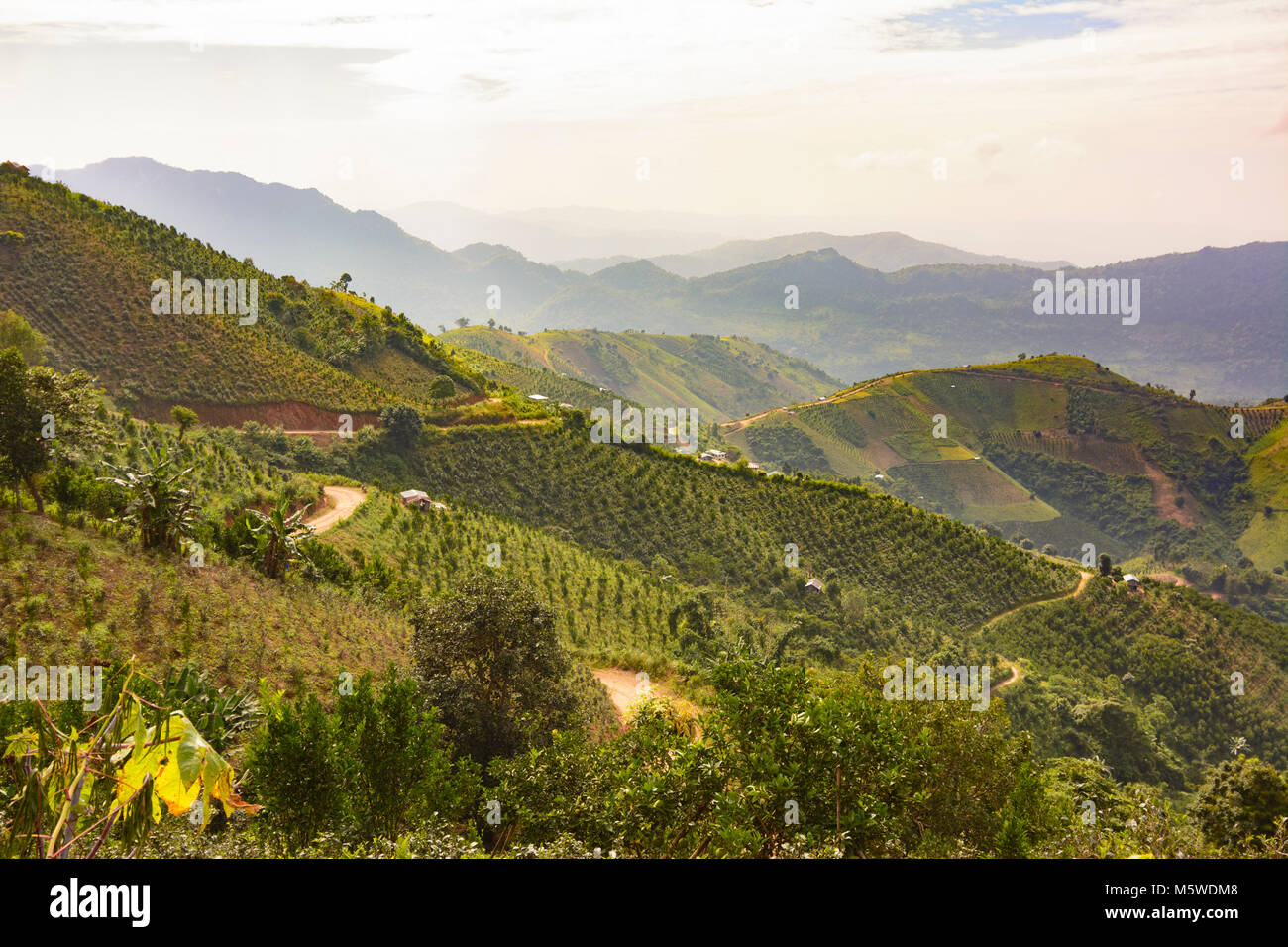 Kalaw: colline collina, campo plantation tea arance, villaggio, , stato Shan, Myanmar (Birmania) Foto Stock