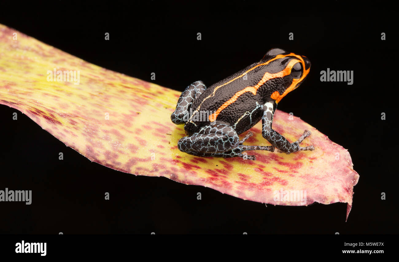 Poison dart frog, Ranitomeya imitatore, Yumbatos. Un piccolo velenoso rain forest animale dell'amazzonia tropicale foresta di pioggia in Perù. Foto Stock