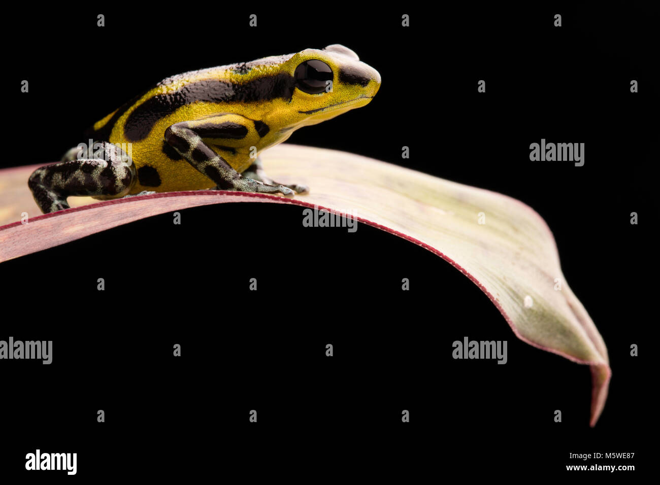Un velenoso poison dart frog, Oophaga pumilio. Macro di una piccola foresta di pioggia animale. Foto Stock