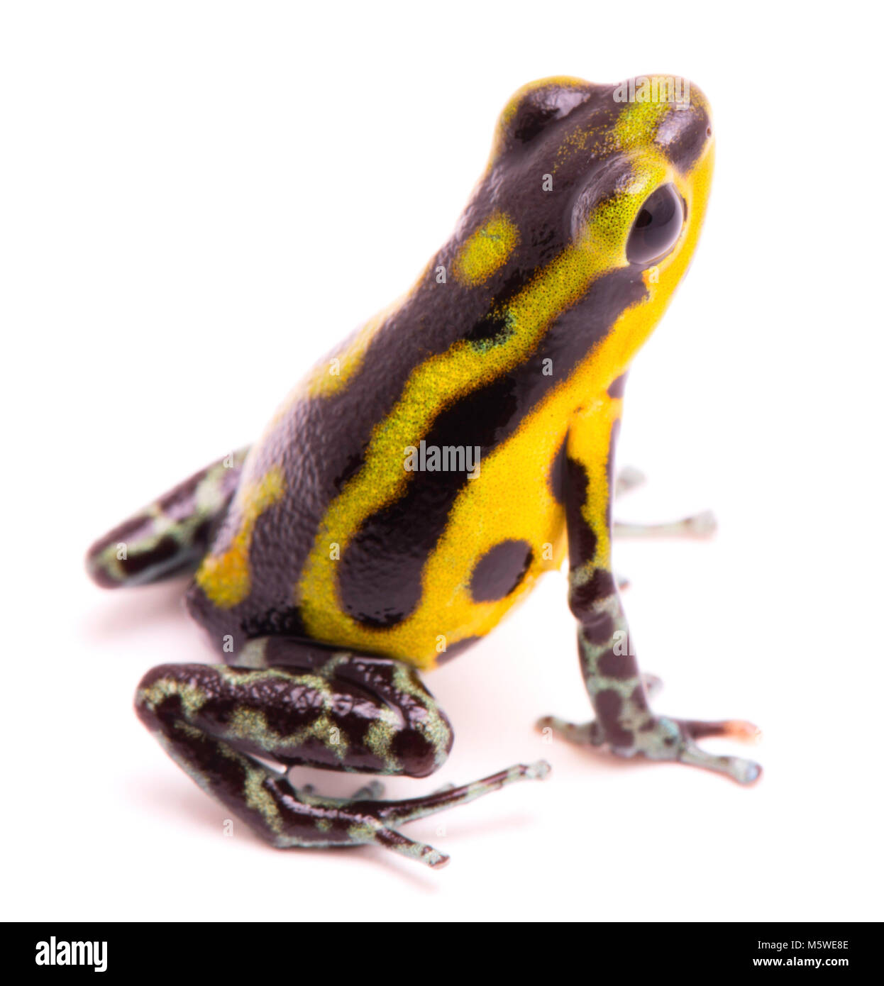 Poison dart frog, un amphibain con vibrante giallo. Tropical velenoso rain forest animale, Oophaga pumilio isolato su uno sfondo bianco. Foto Stock
