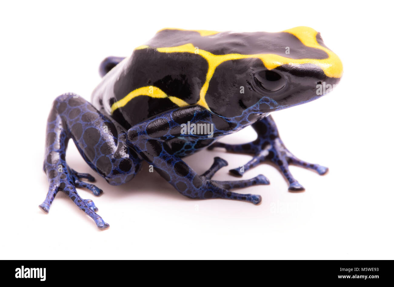 Deying poison dart frog, Dendrobates tinctorius. Un velenoso Amazon rain forest animale isolato su bianco. Foto Stock