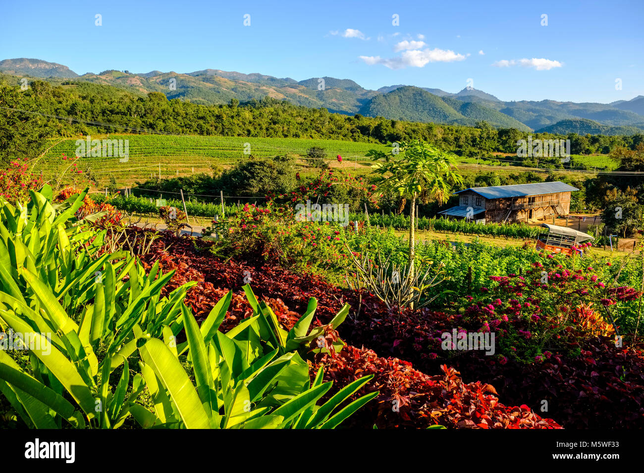 Il paesaggio agricolo con piantagioni di tè della Montagna Rossa Estate nelle colline vicino al Lago Inle Foto Stock