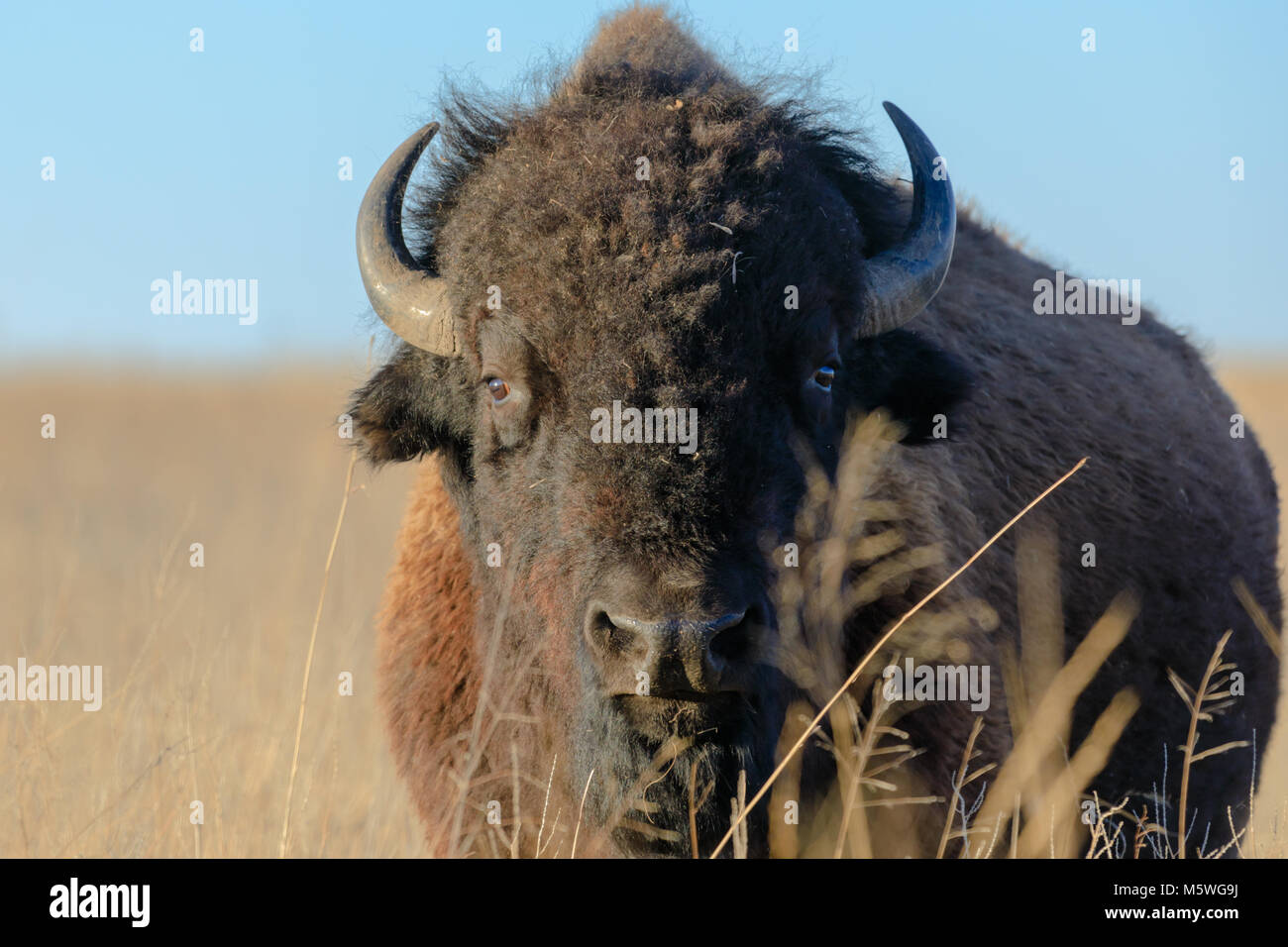 Un bisonte americano sta nell'erba al Tallgrass Prairie preservare in Pawhuska, Oklahoma, Febbraio 2018 Foto Stock Un bisonte americano sta nell'erba al Tallgrass Prairie preservare in Pawhuska, Oklahoma, Febbraio 2018 Foto Stock