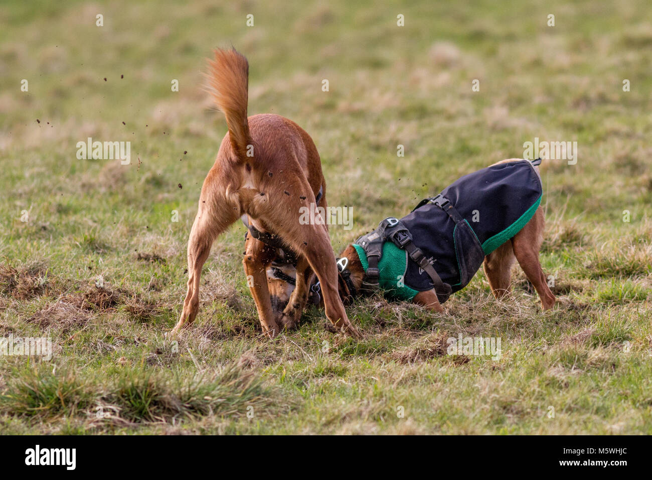 Due cani scavare in erba, divertirsi insieme Foto Stock