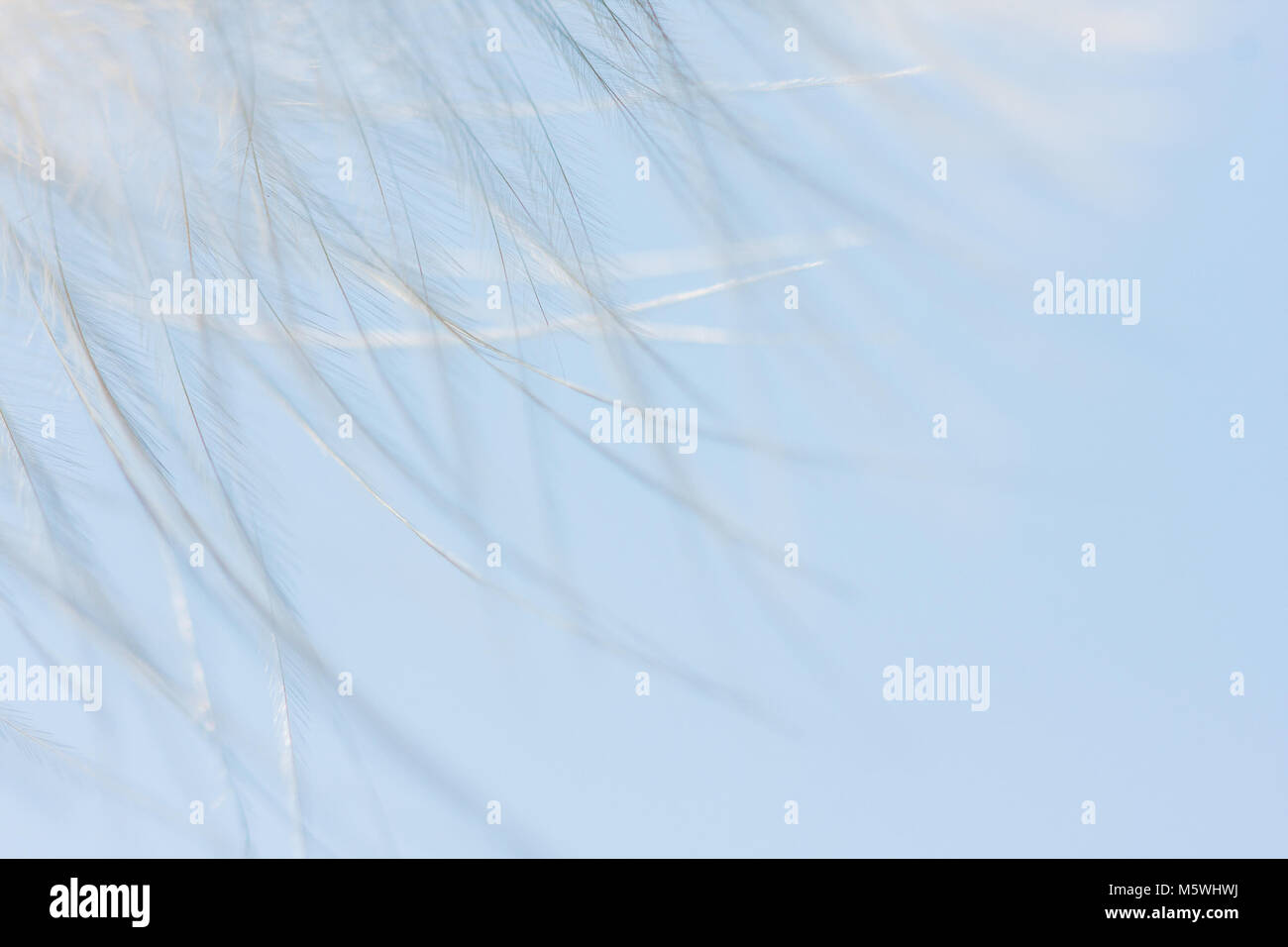 Giù contro il cielo blu. Abstract background di dettaglio Foto Stock