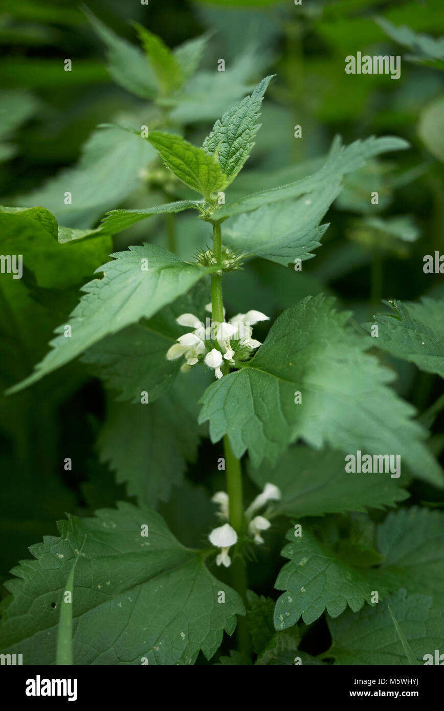 Lamium album infiorescenza bianco Foto Stock