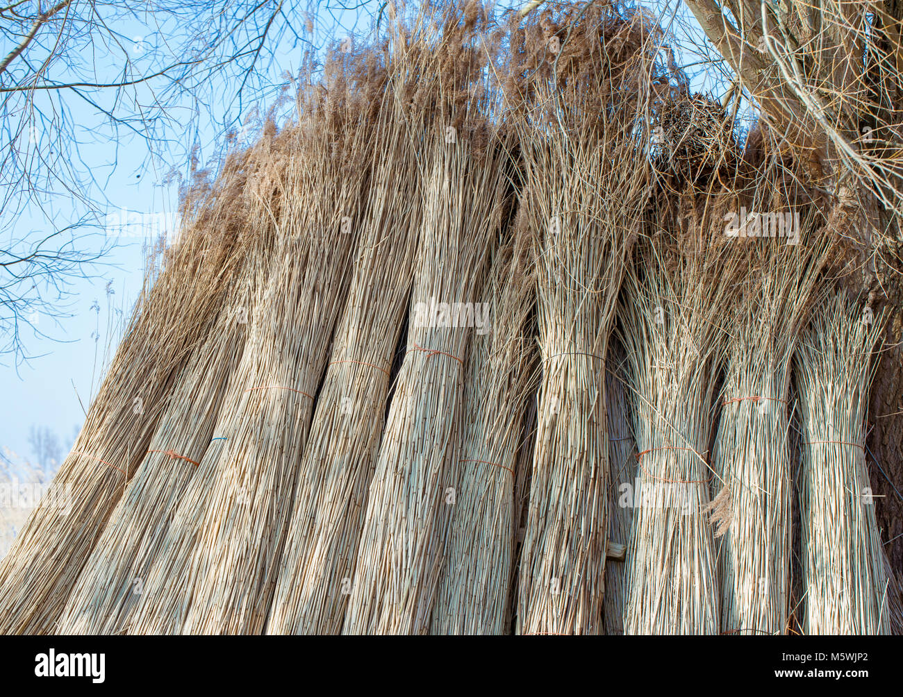 La canna da zucchero, canna, utilizzati per tetti in paglia. Piante su  polders - Prati e canneti tra canali, fiumi e aree di overflow. Un natur  park in Olanda Foto stock - Alamy