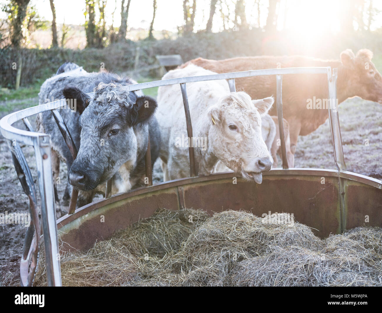 Mucche mangiano da un trogolo Foto Stock