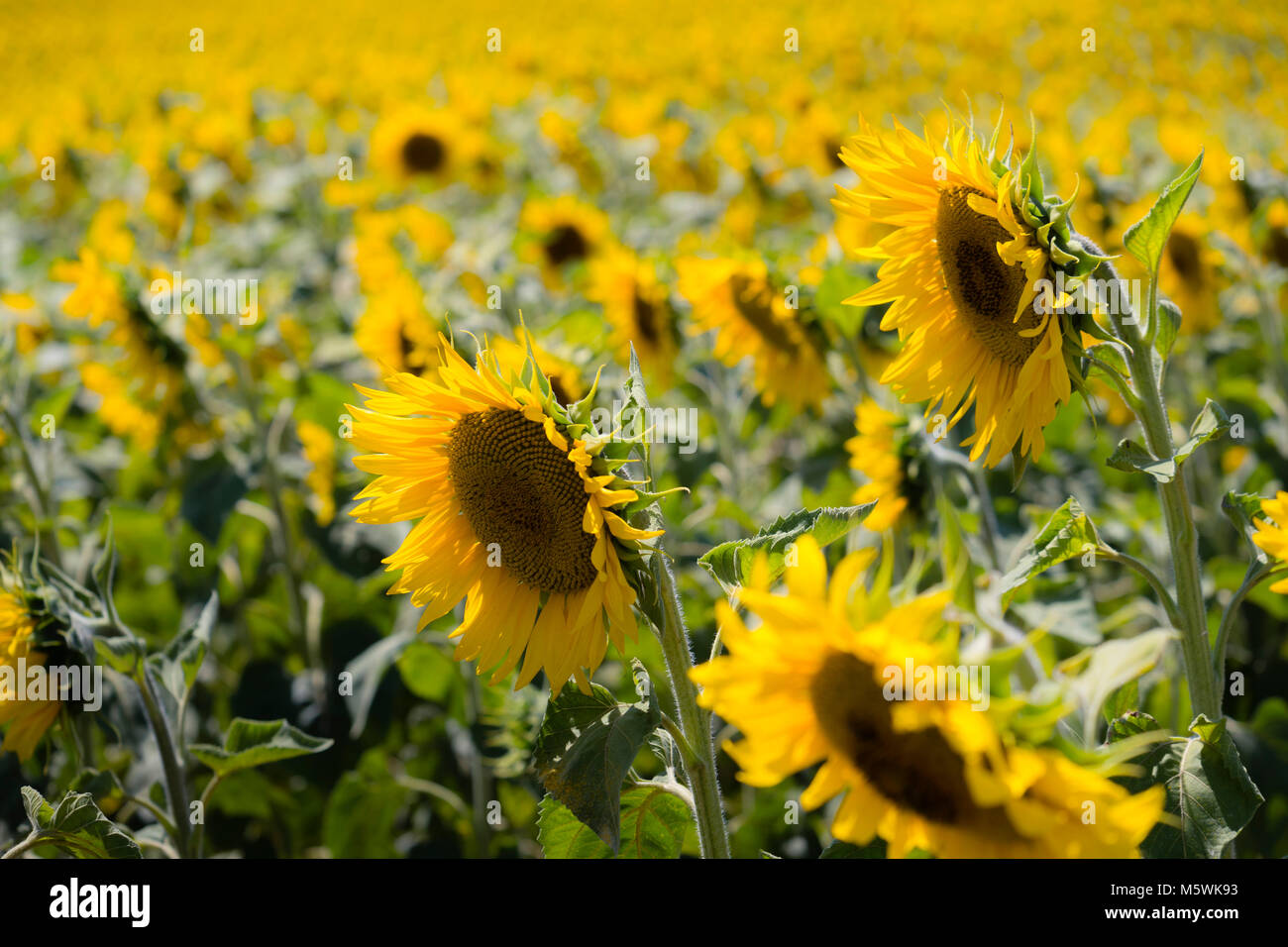 Girasoli in Peyrins Auvergne-Rhône-Alpes Francia Foto Stock